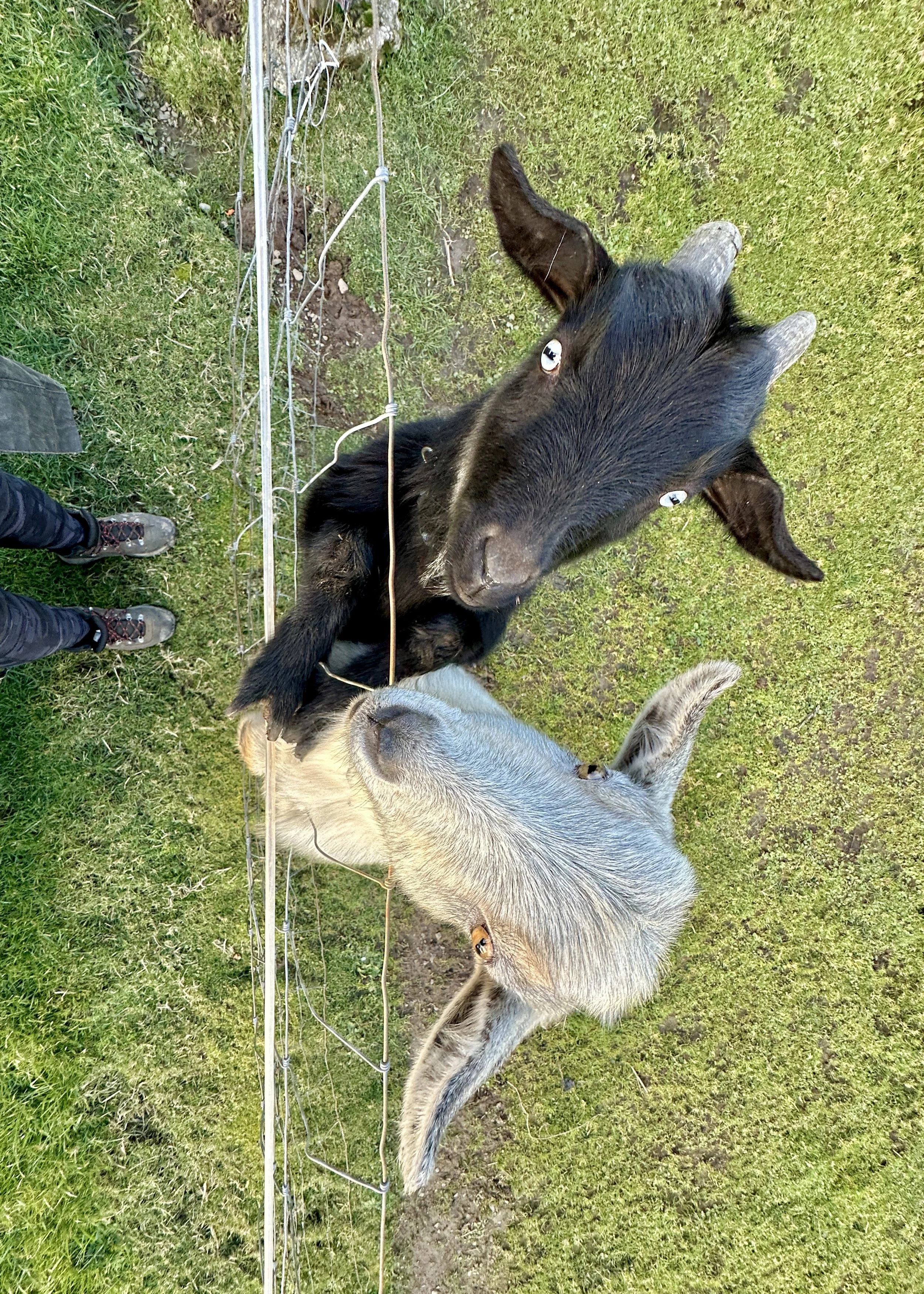 Standard Farm Visit (goats, sheep, pigs)