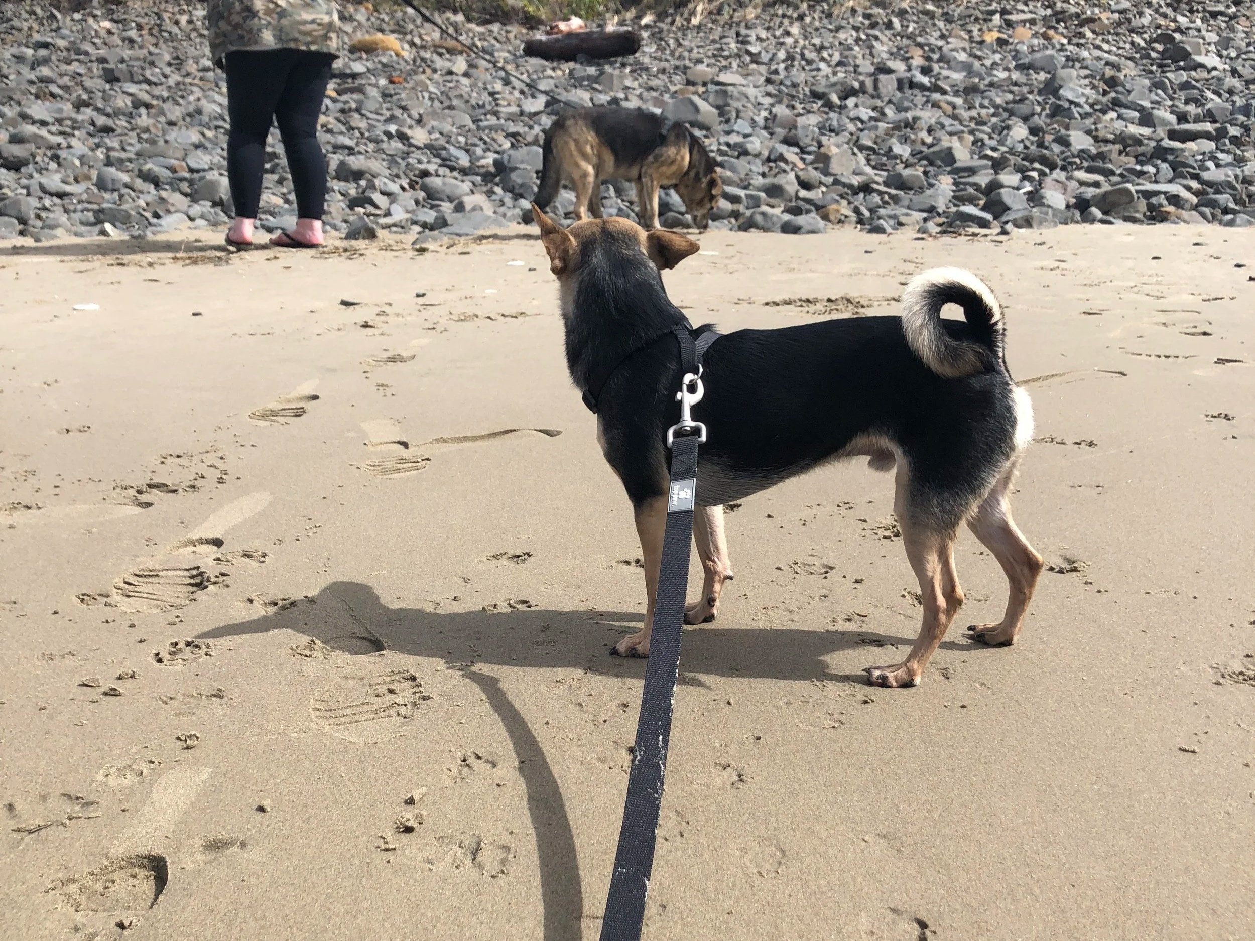 60-minute Dog Walk and/or Play Session