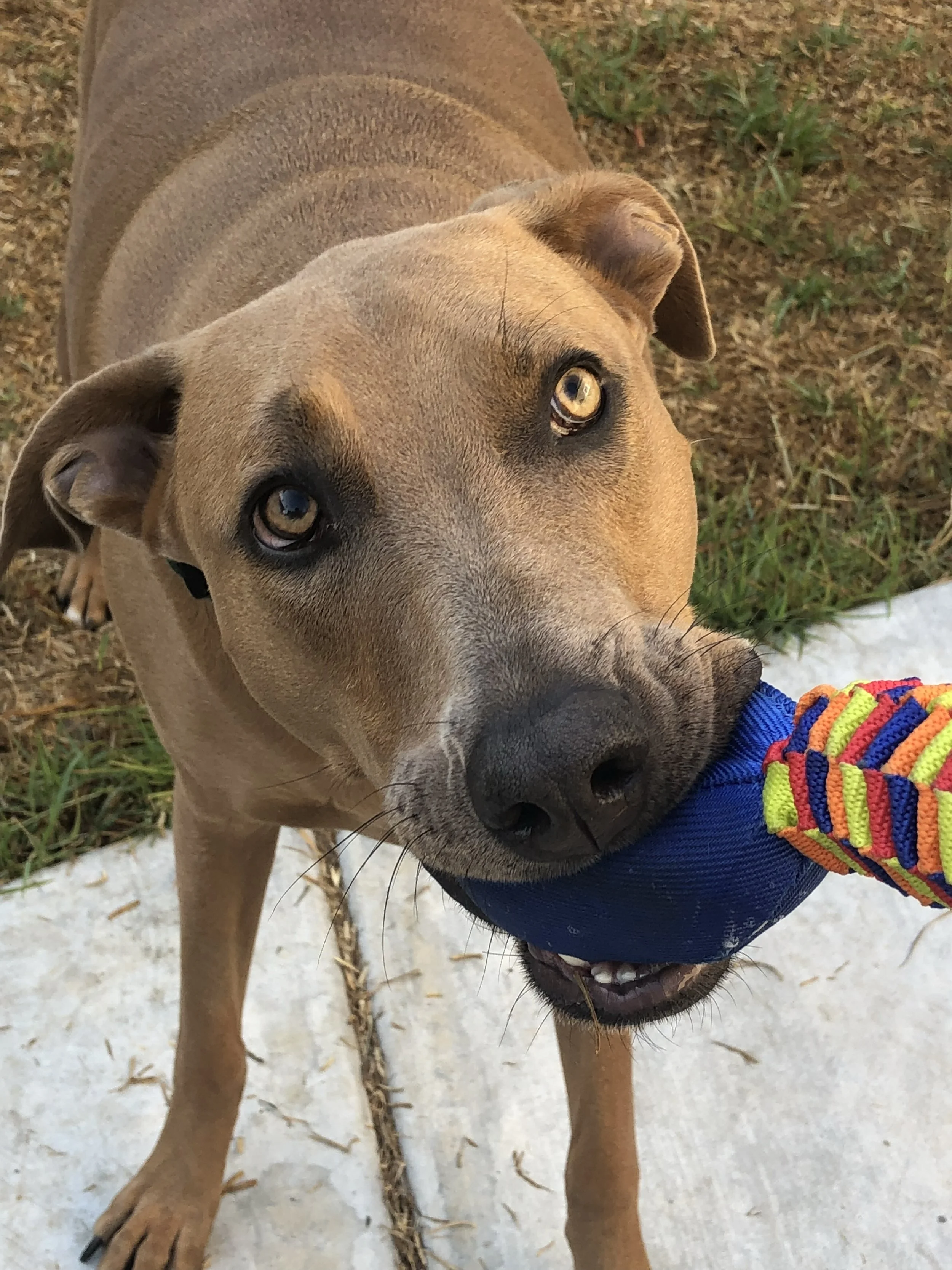 Close-up of a brown dog with striking eyes, wearing a colorful harness and collar, standing on a patch of grass and dirt.