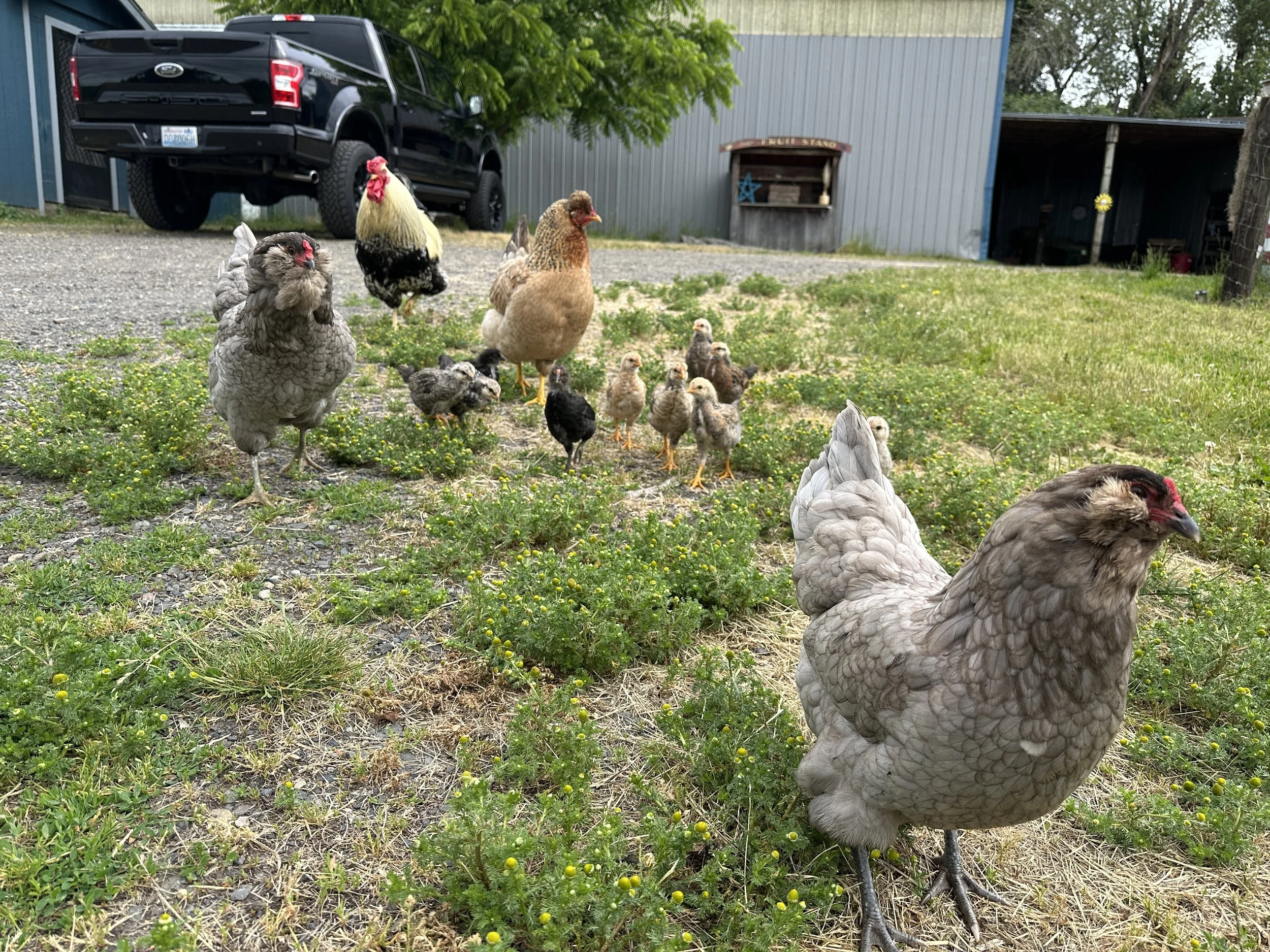 Drop-In Farm Visit (chickens, ducks, rabbits, etc.)