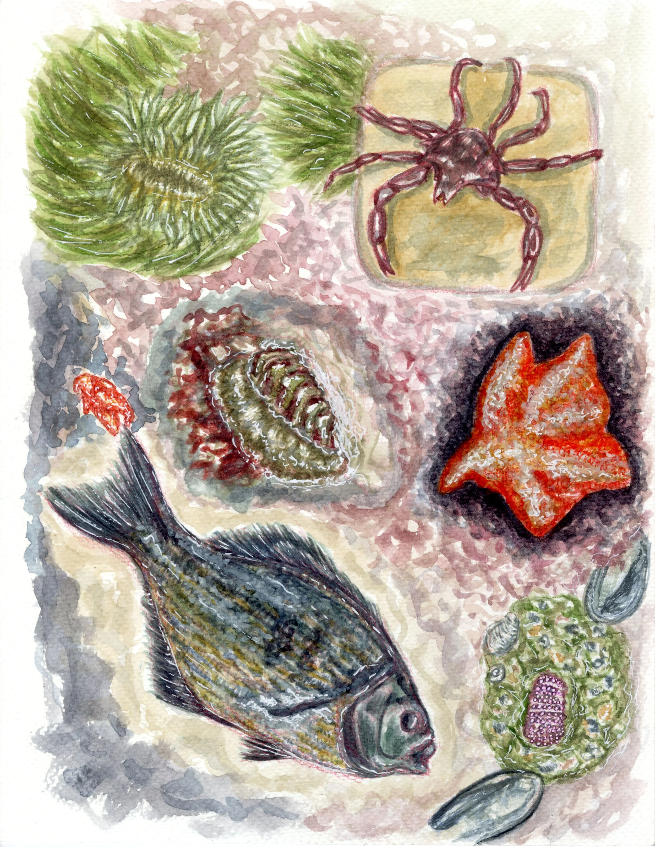 502_A9_Colasanti_Life Sketches of Animals.jpg