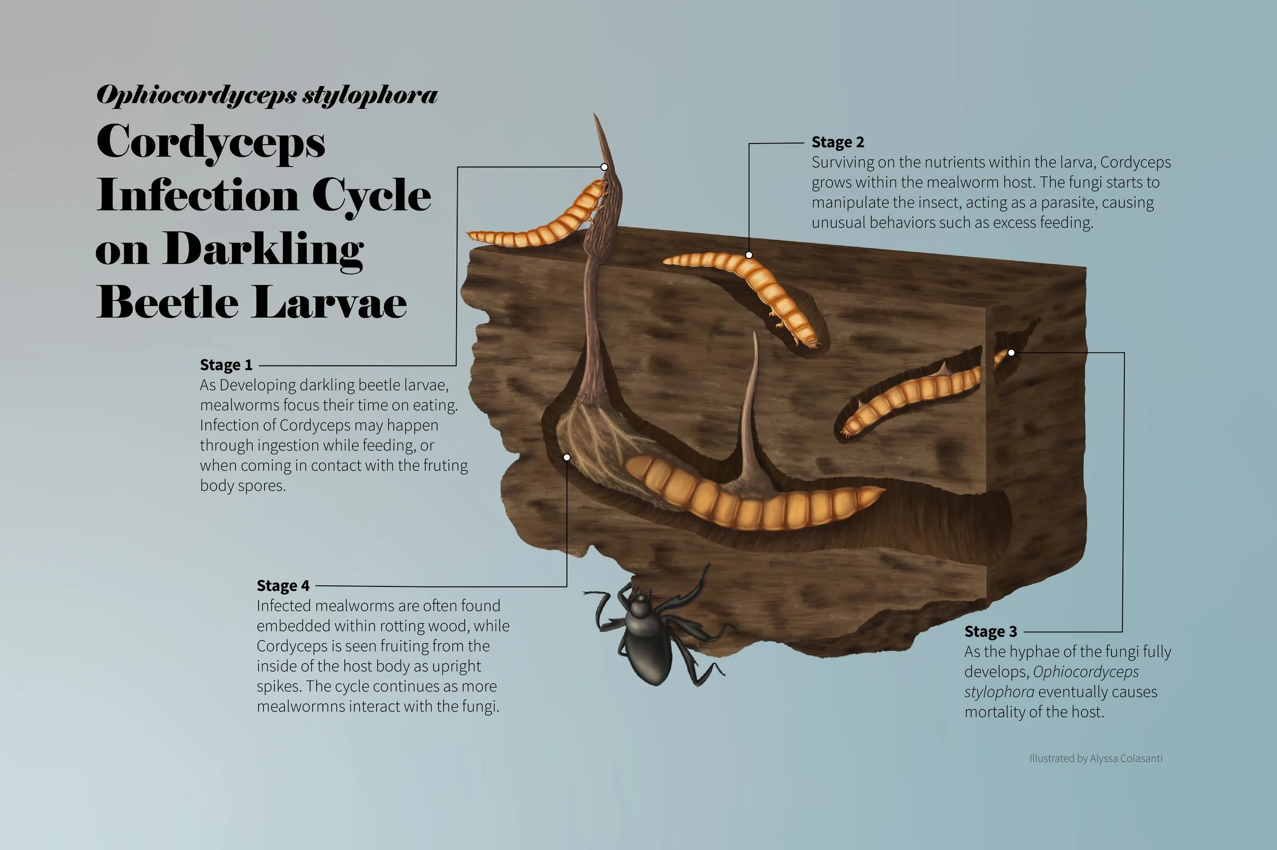 Cordyceps Revised .jpg