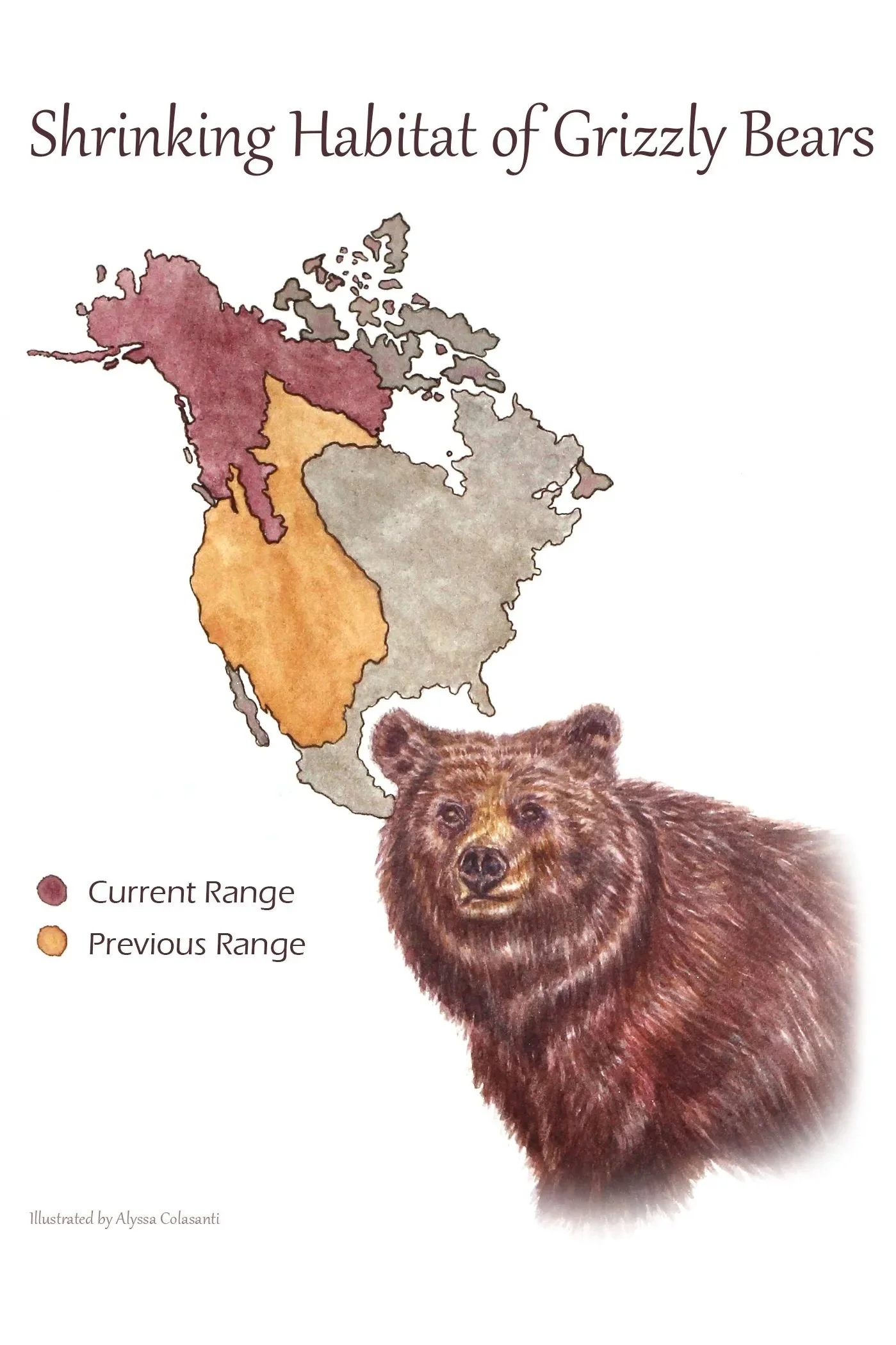 Shrinking+Habitat+of+Grizzly+Bears.jpg