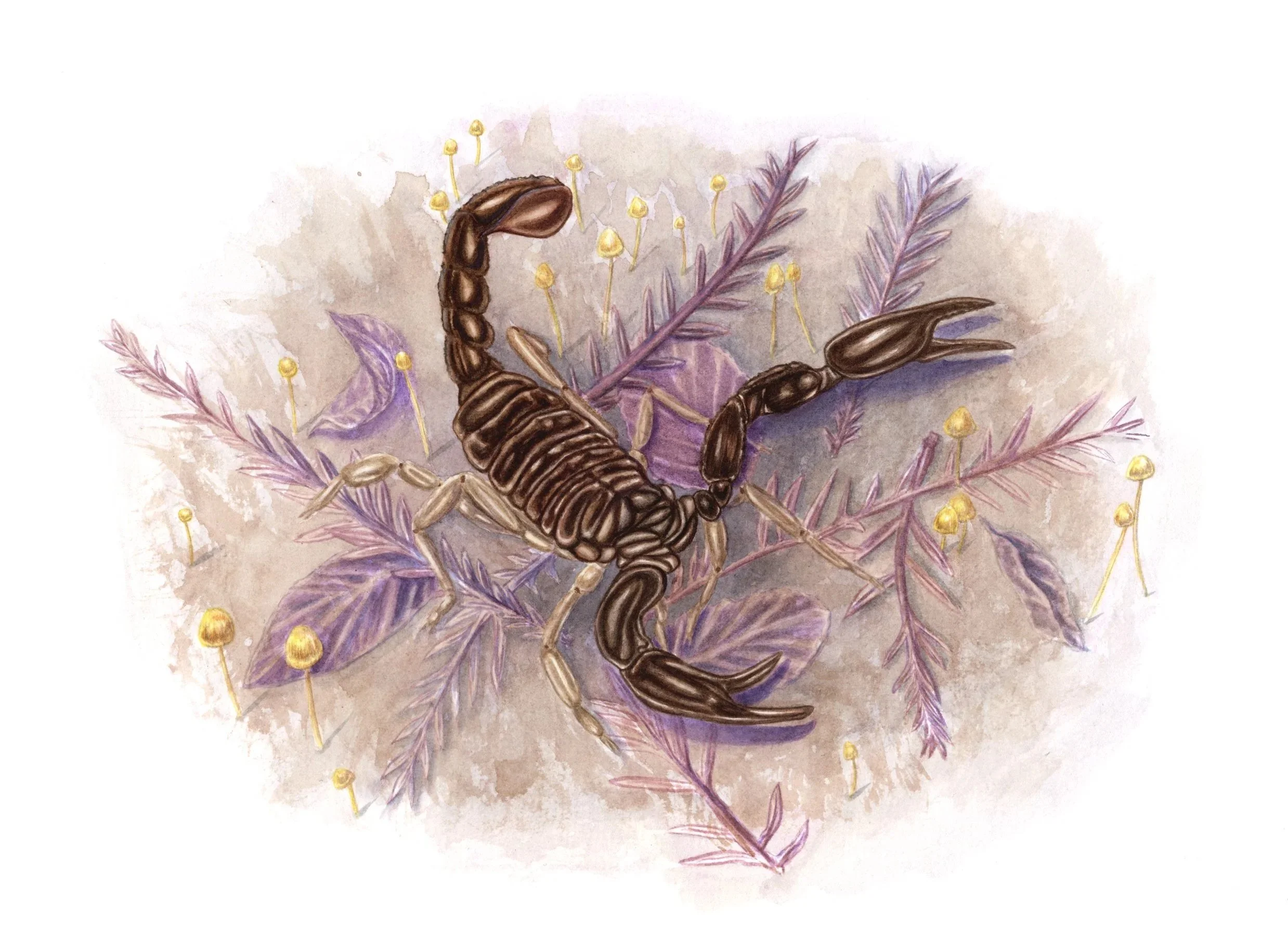 Forest+Scorpion.jpg