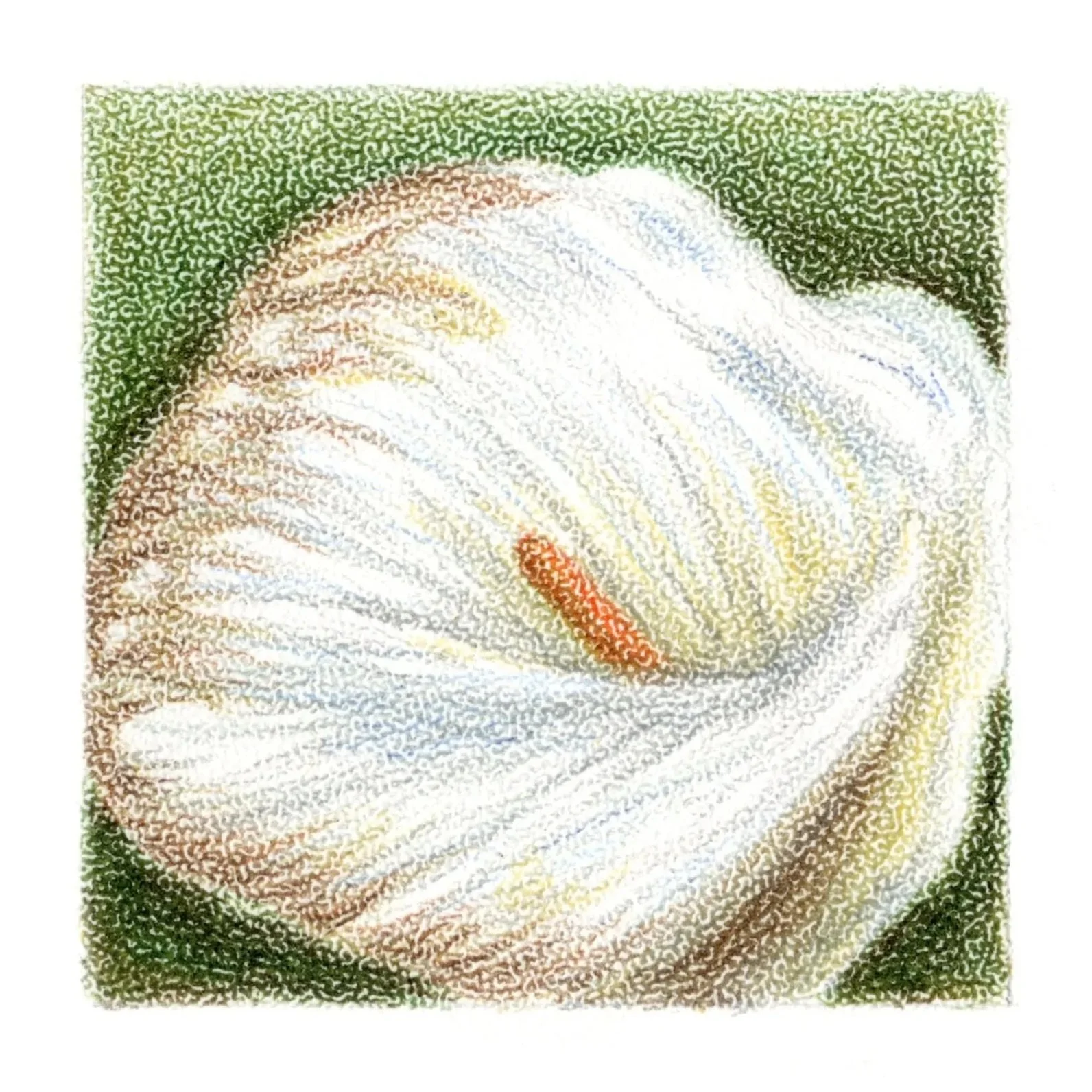 Calla%2Blily.jpg