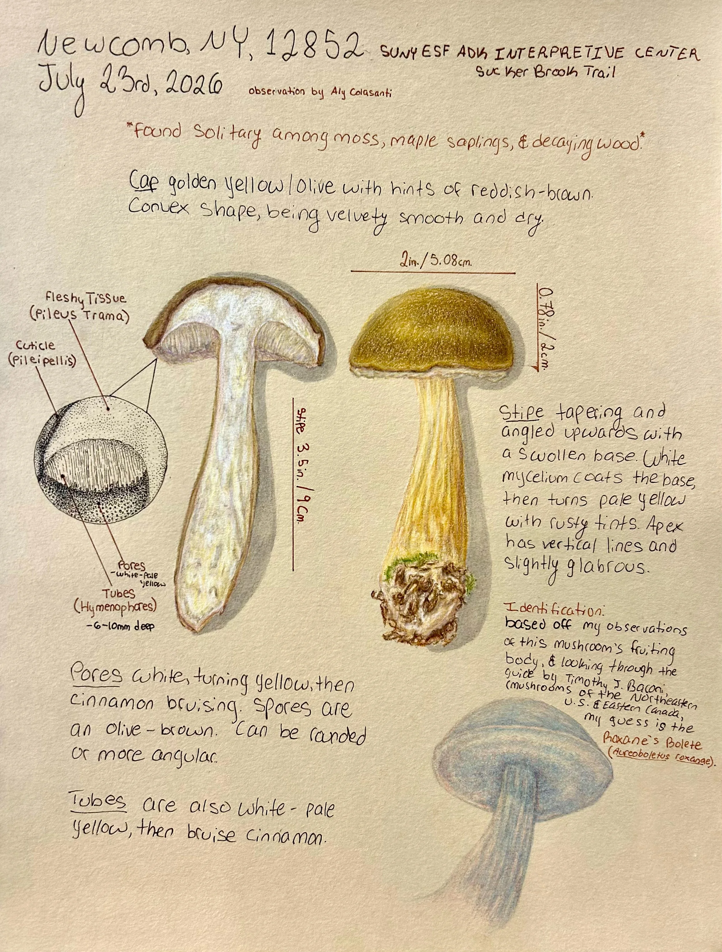 Bolete Field Sketch_ADK.jpg