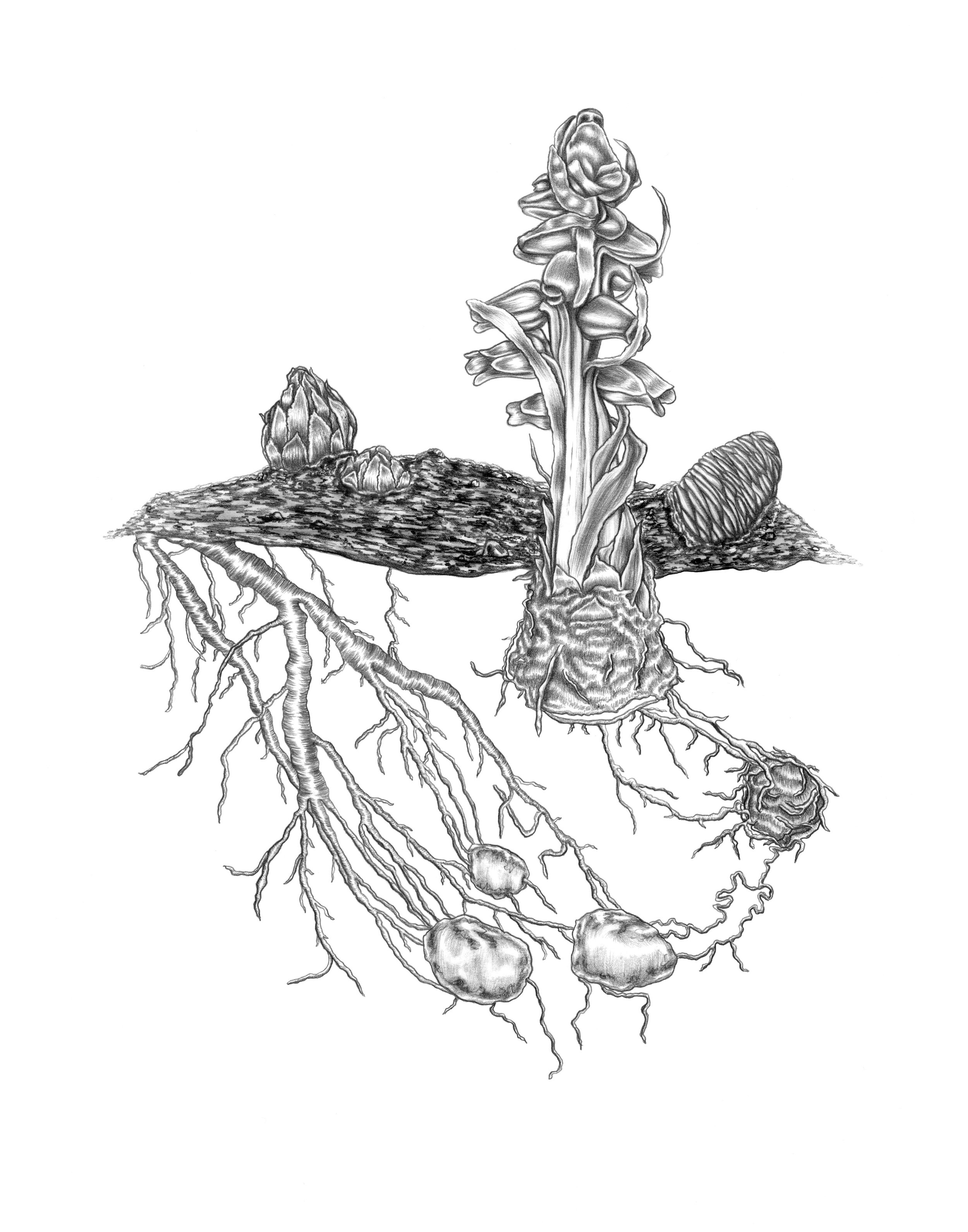 501_A6_Colasanti_Carbon Connections.jpg