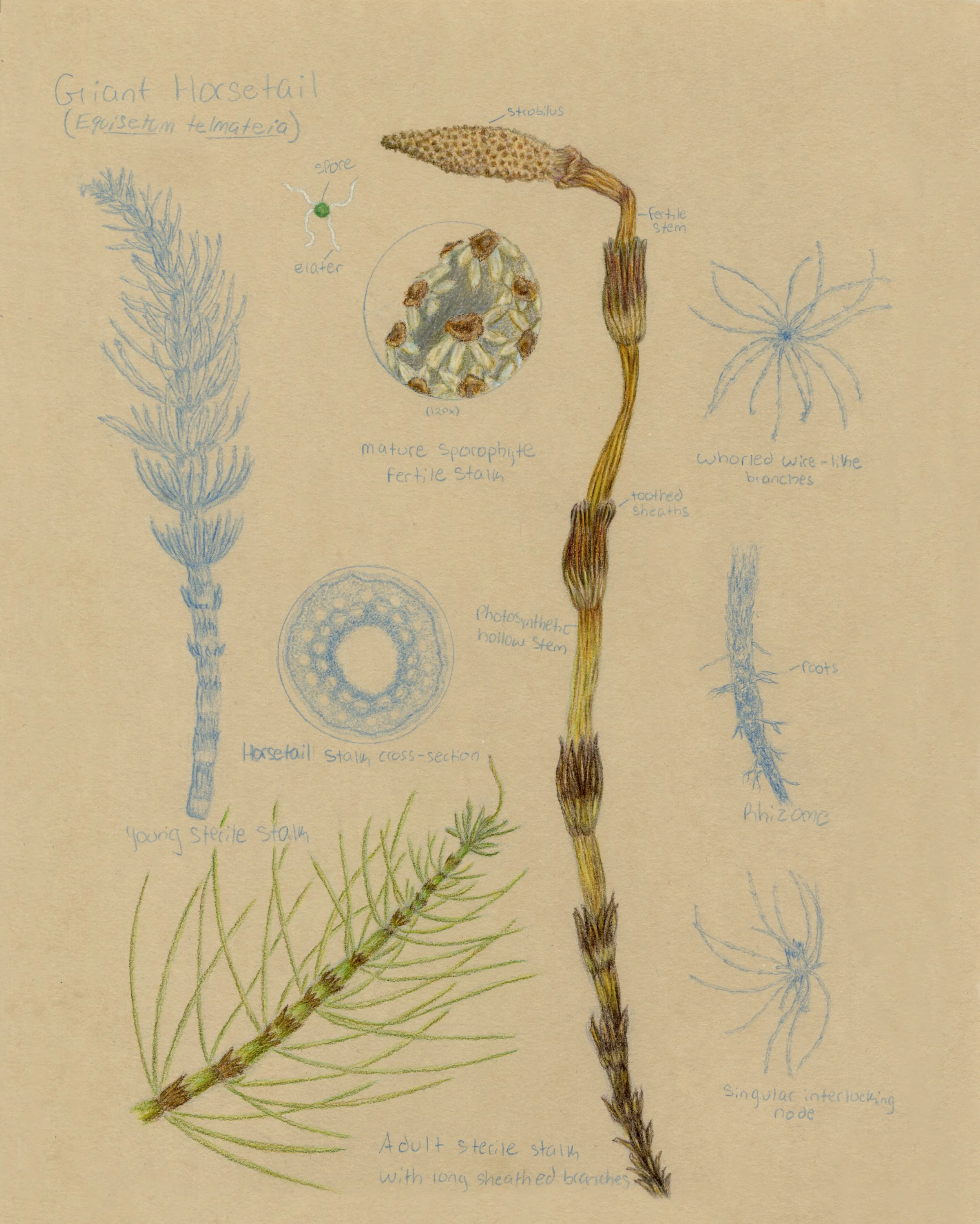 Horsetail Field Sketch.jpg