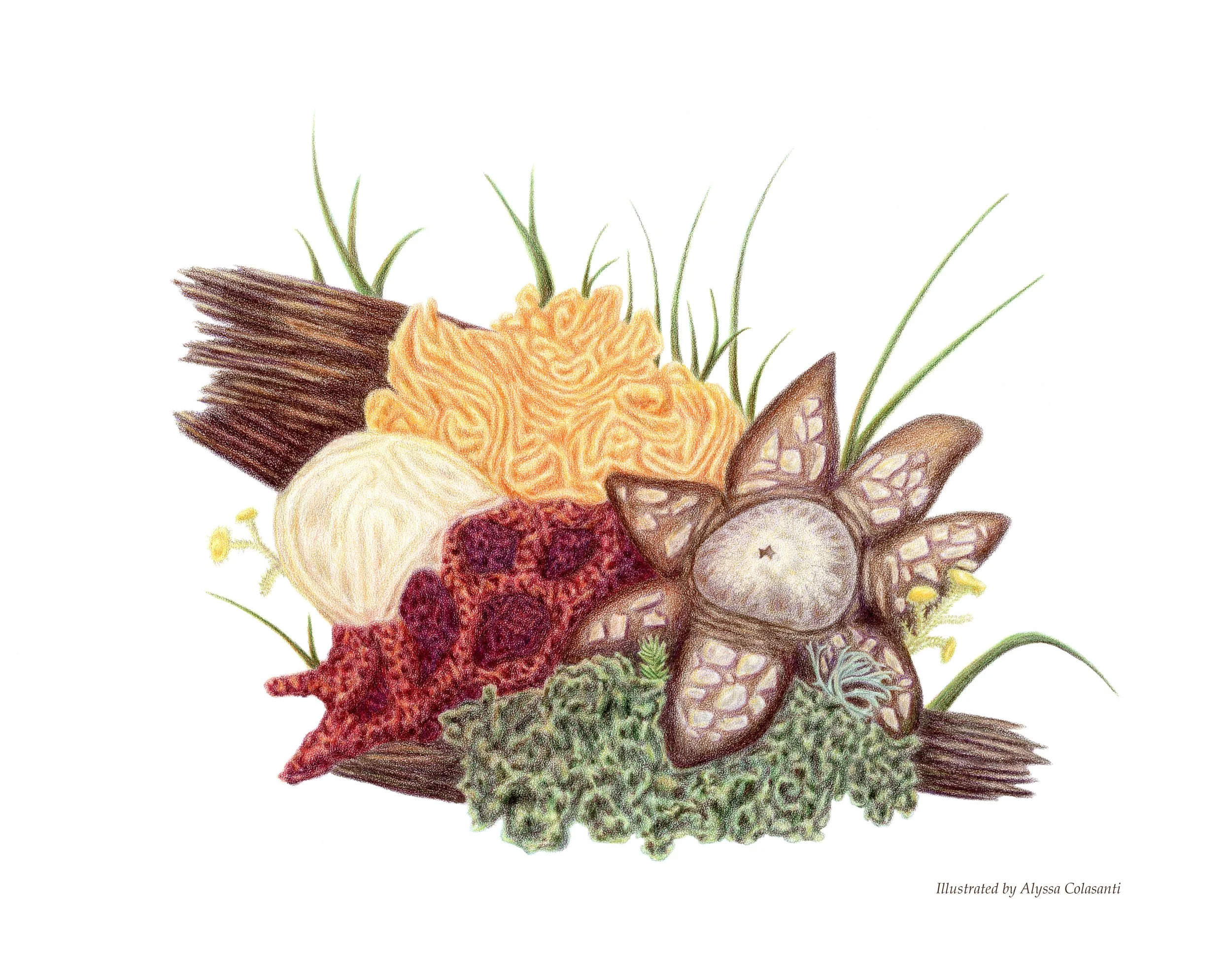 Fungi Cluster_AColasanti.jpg