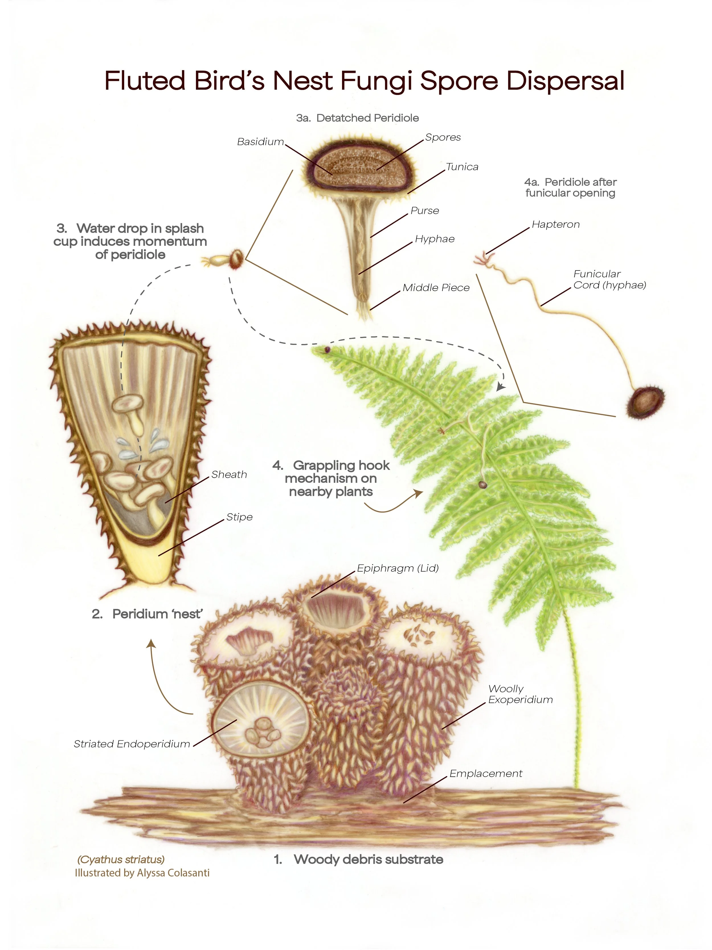 Fluted Bird's Nest Fungi_Alyssa Colasanti.jpg