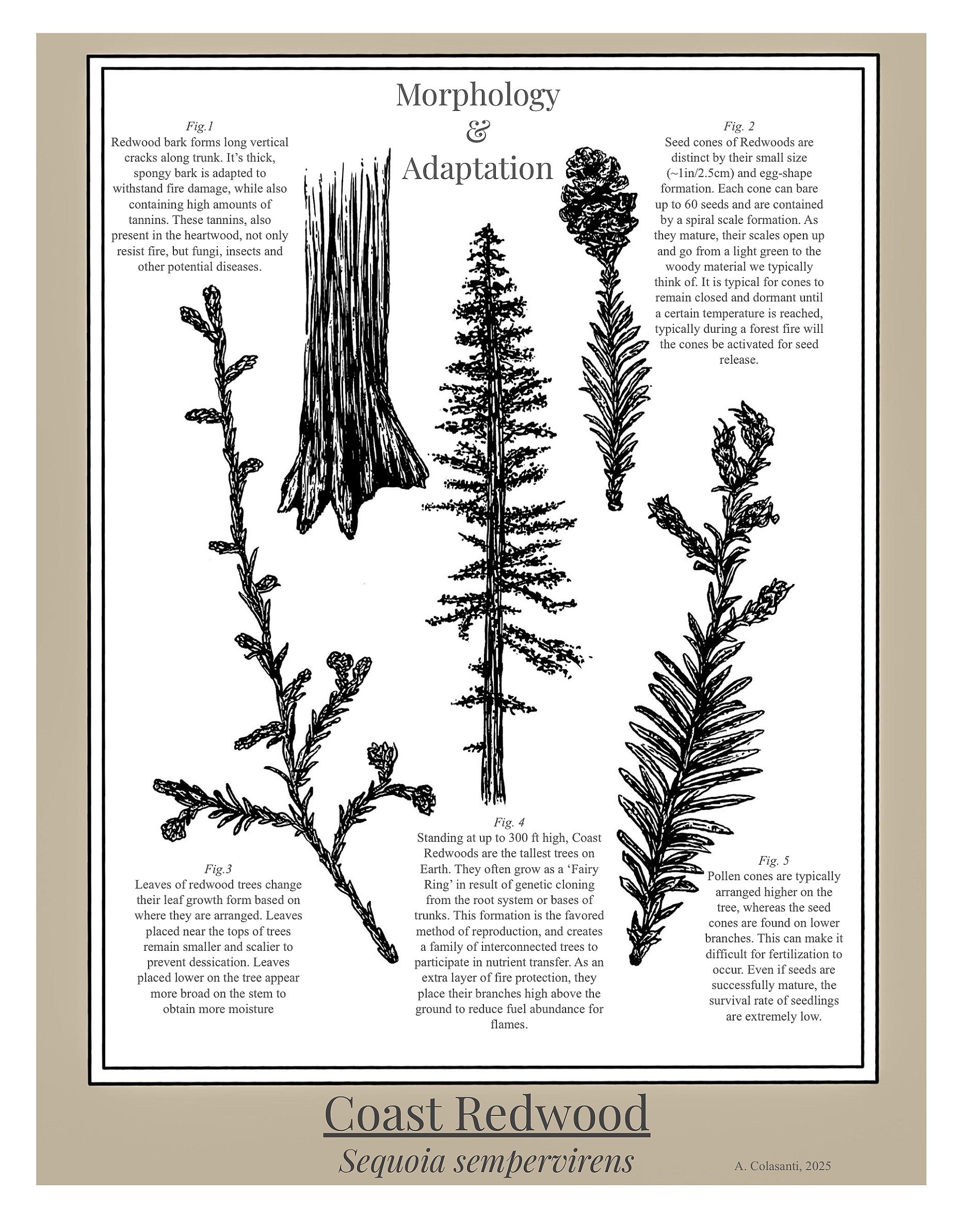 Coast Redwood.jpg