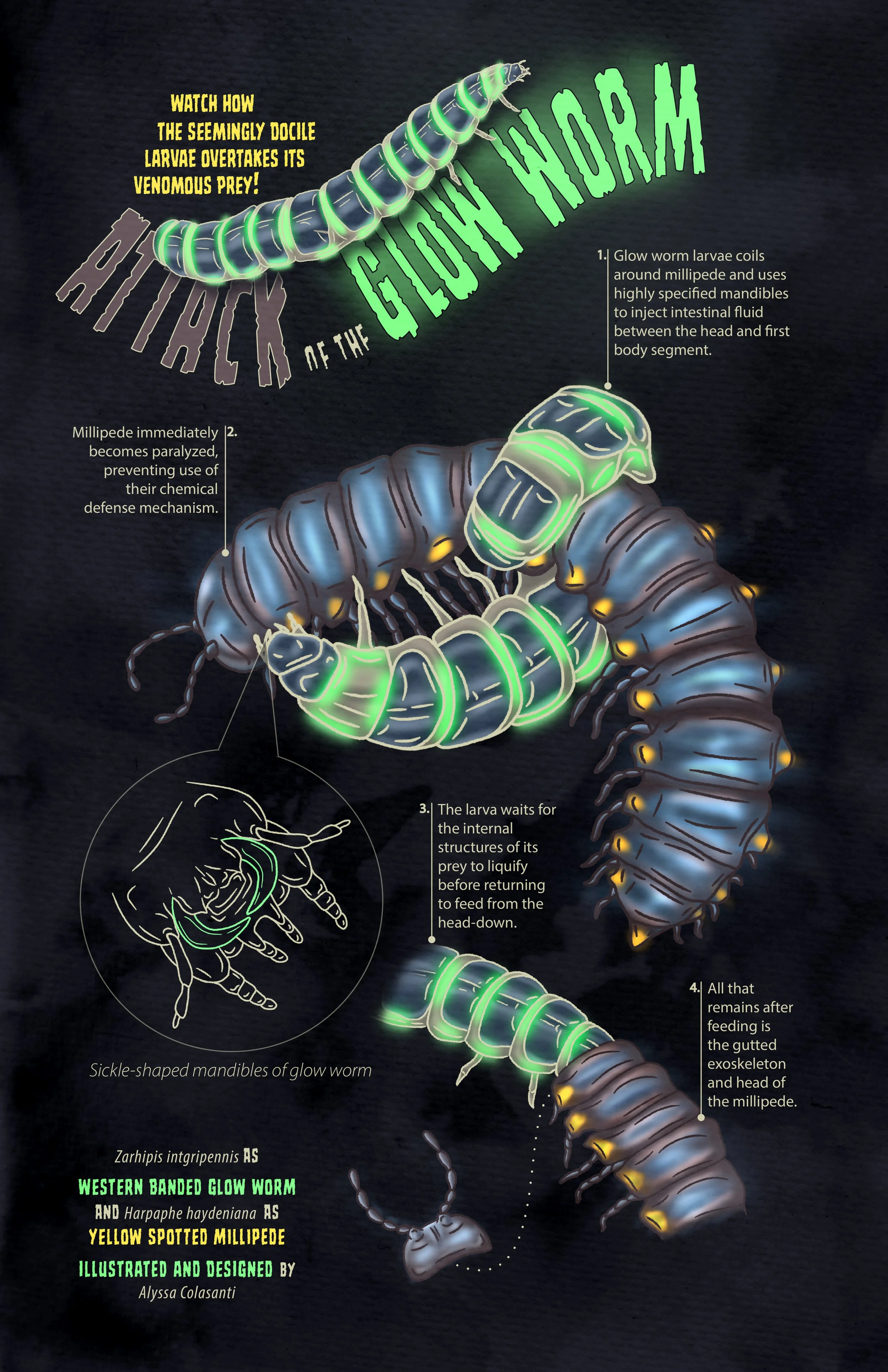 Attack of the Glow Worm.jpg