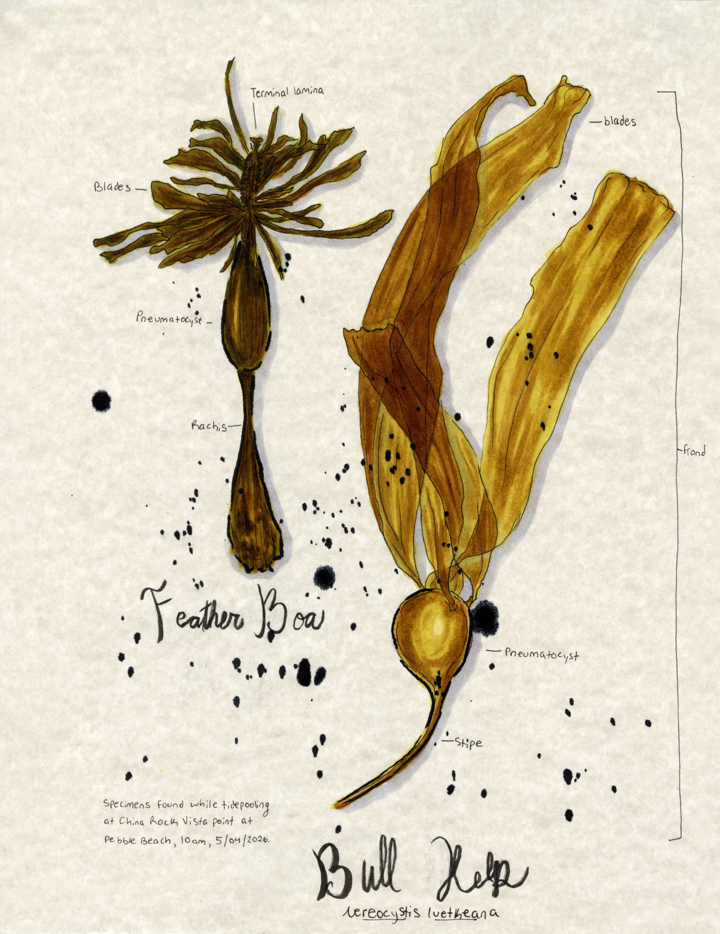 Kelp Field Sketch.jpg