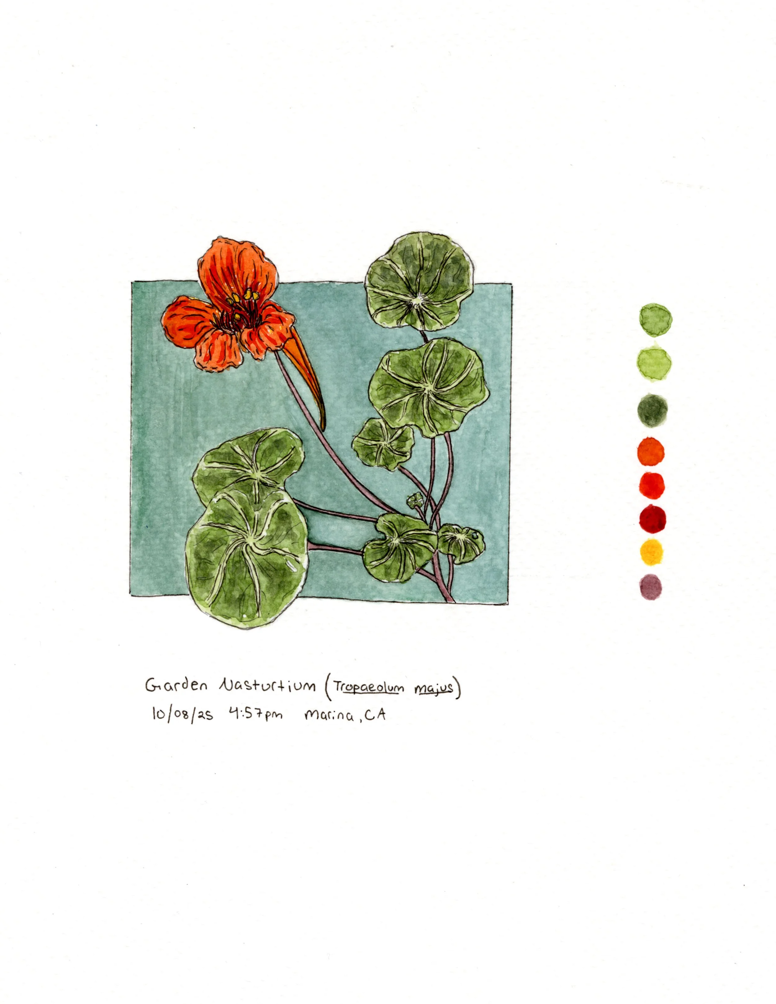 502_IS2_Colasanti_Nasturtium c.jpg