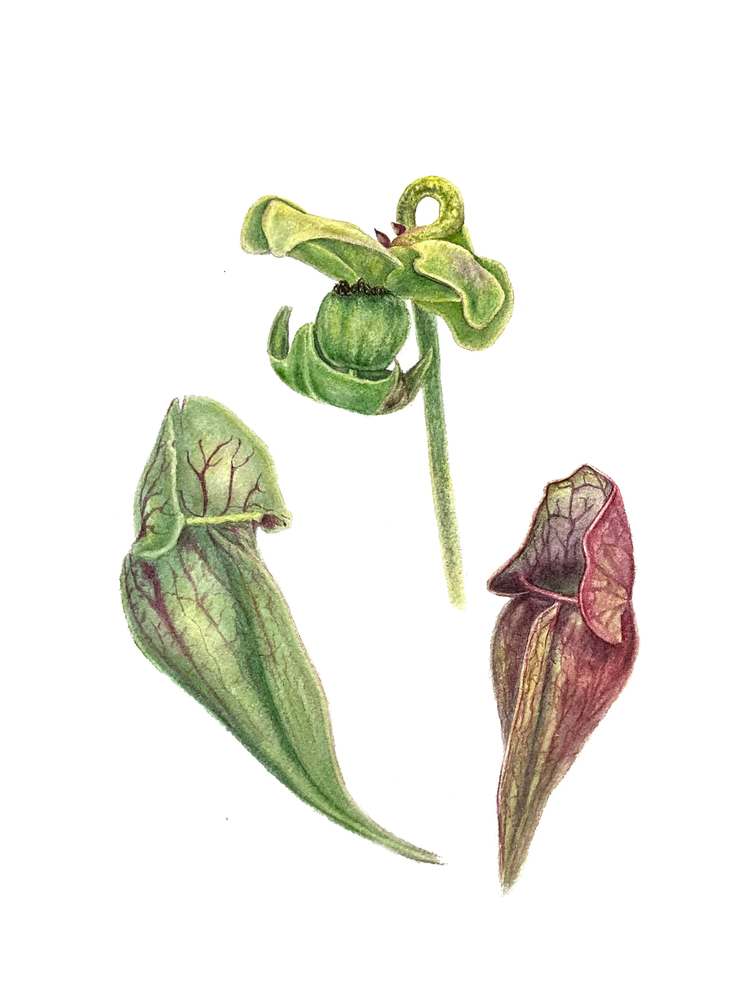 Pitcher Plants.jpg