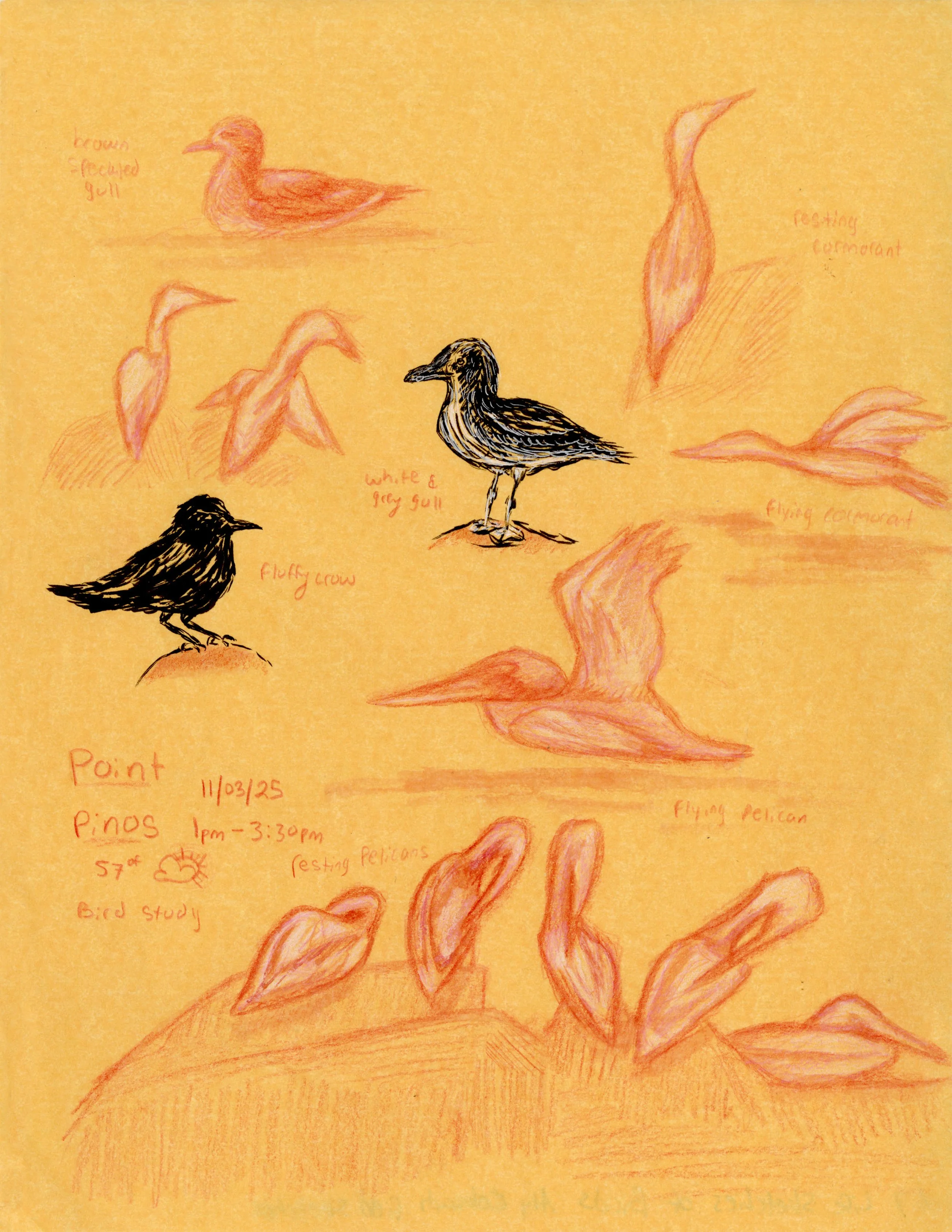502_A7_Colasanti_Life Sketches of Birds.jpg
