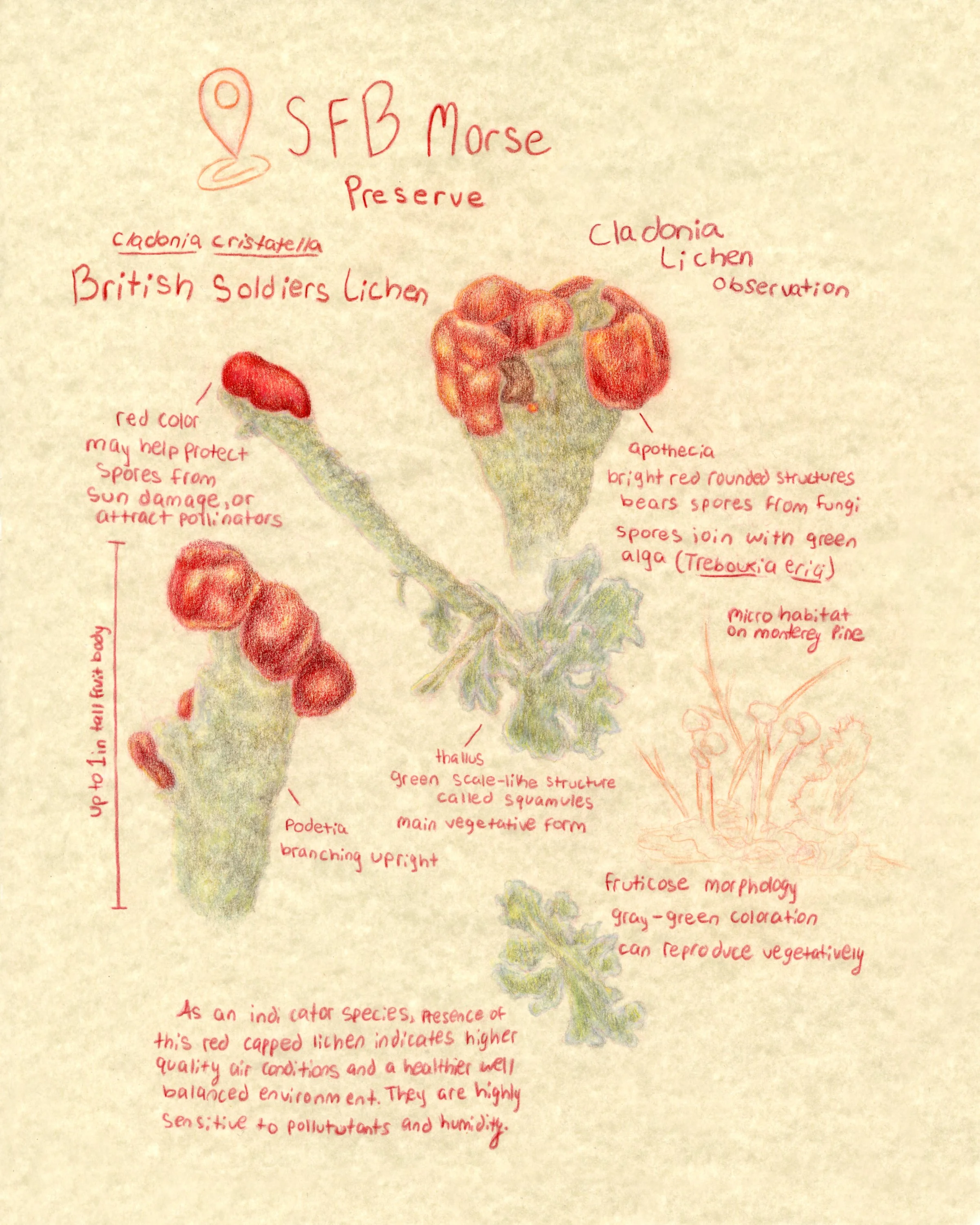 Cladonia Field Sketch.jpg