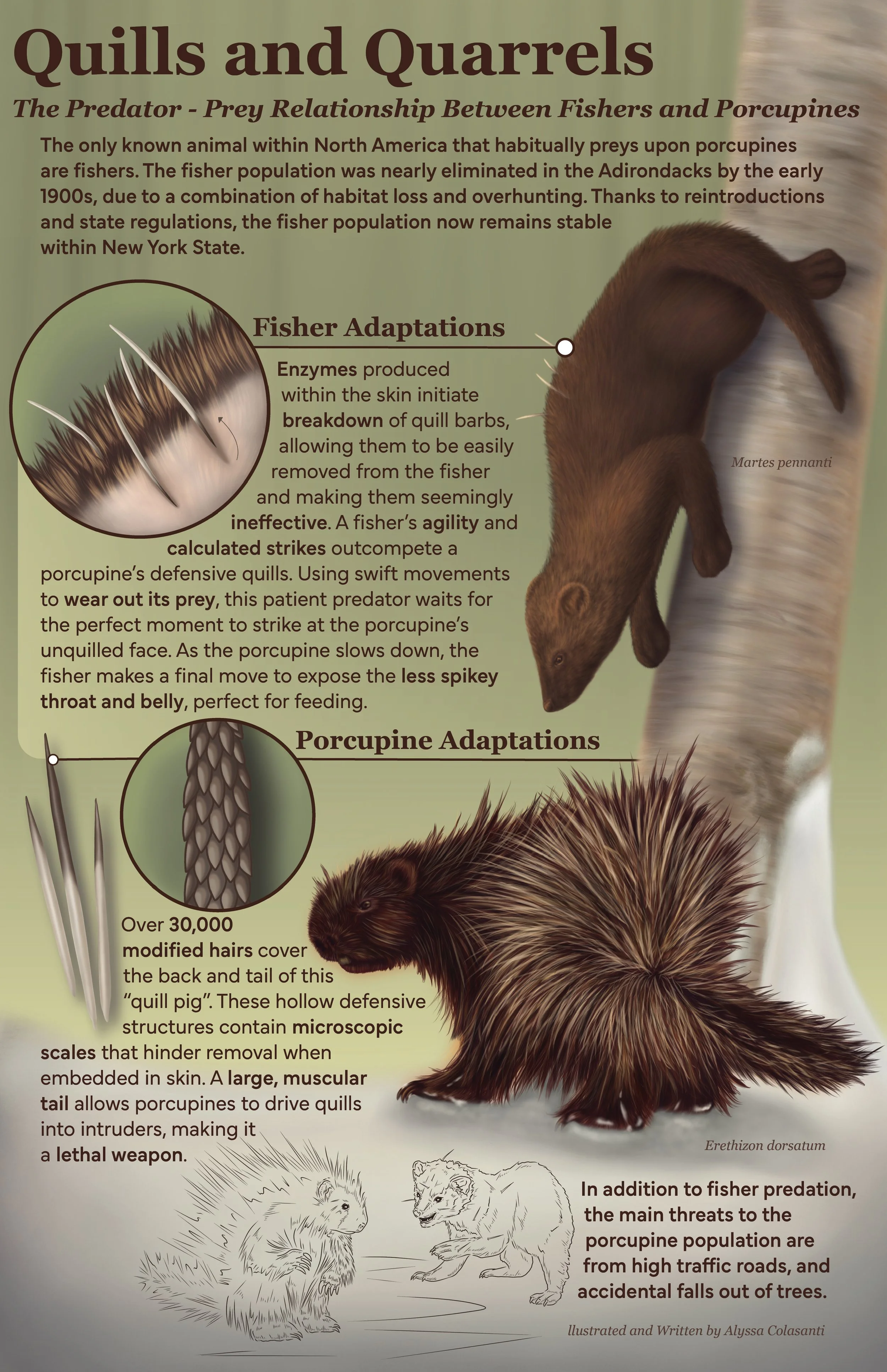 Quills and Quarrels_Alyssa Colasanti_2026.jpg