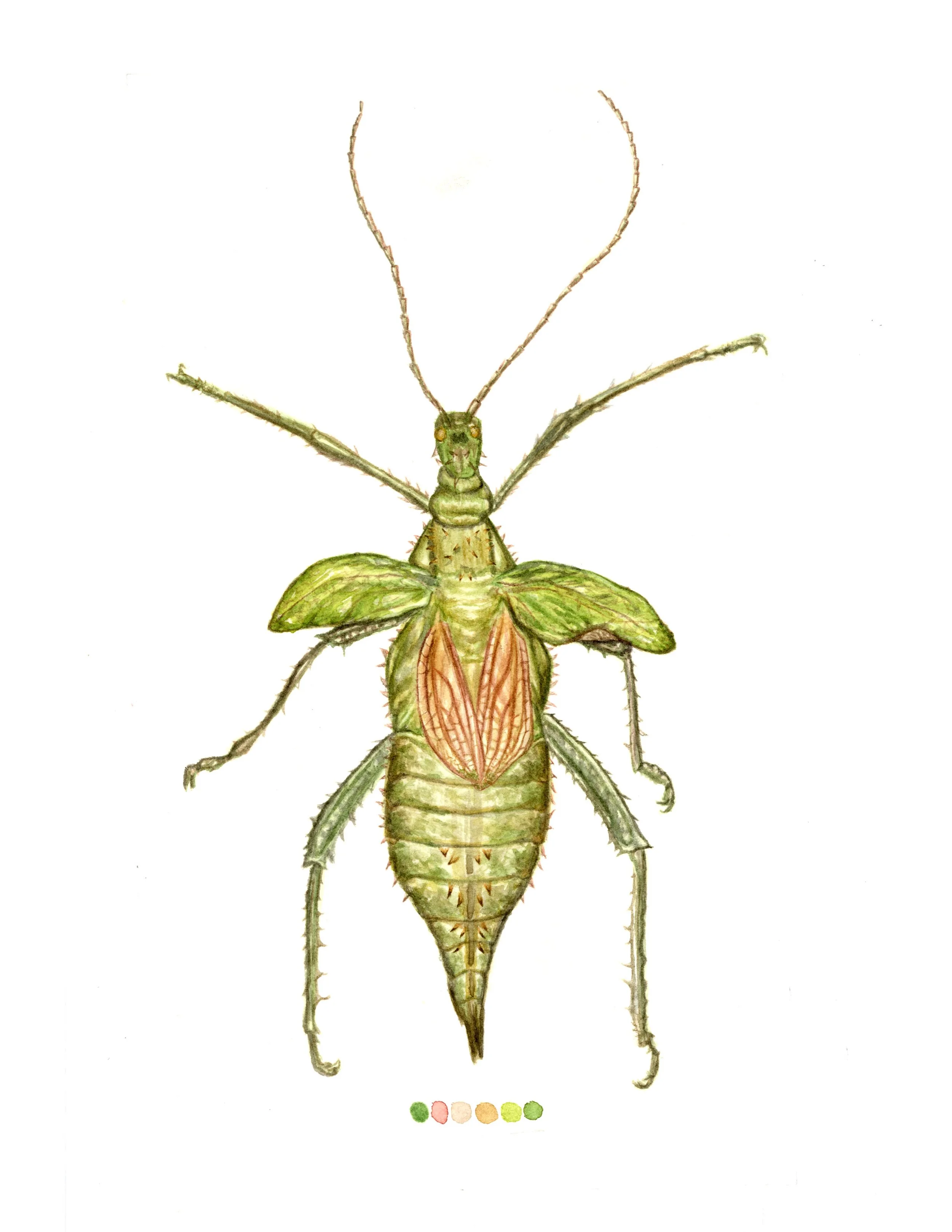 Insect Color Study copy.jpg