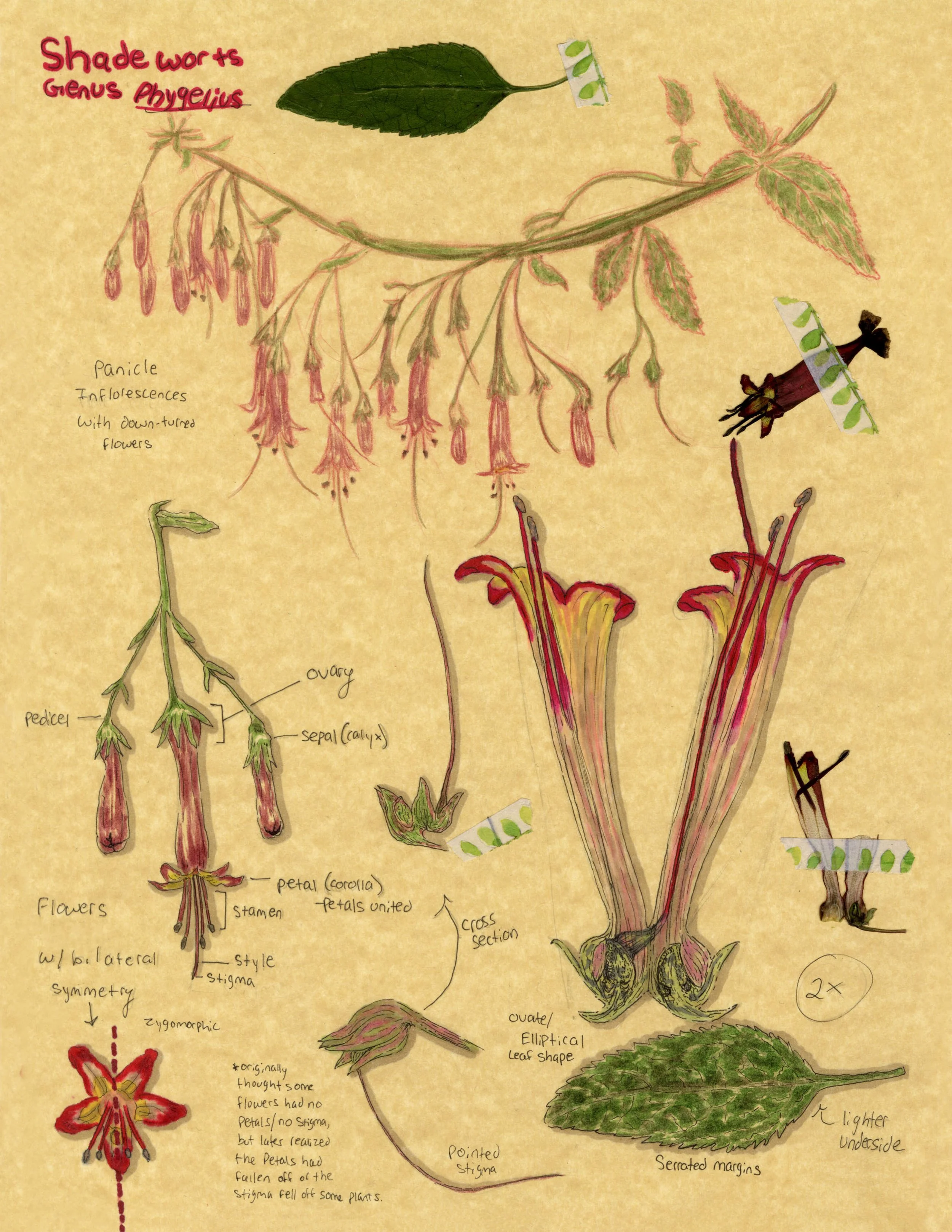 502_A6_Colasanti_Botanical Study.jpg