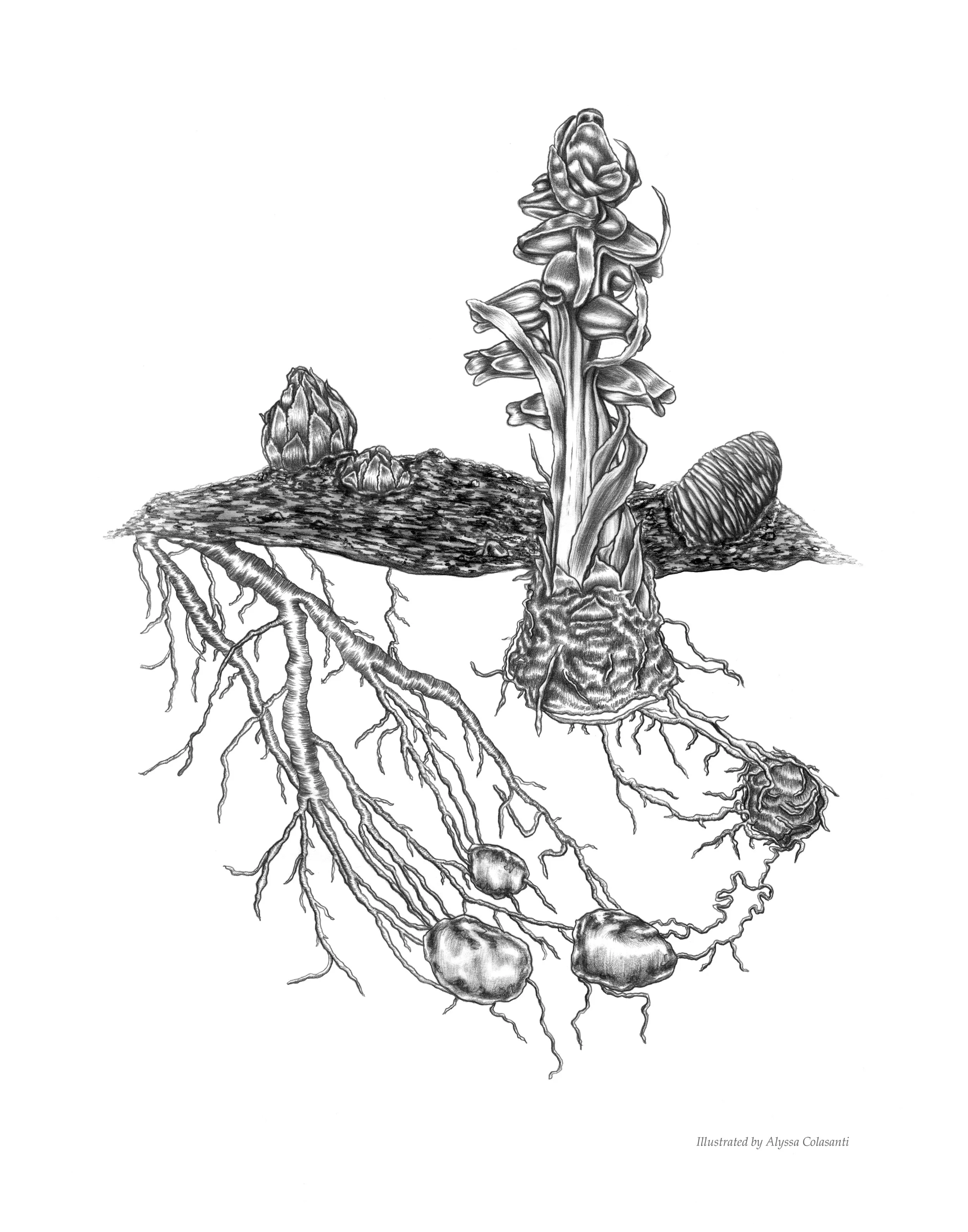 Carbon Connections OFFICIAL.jpg