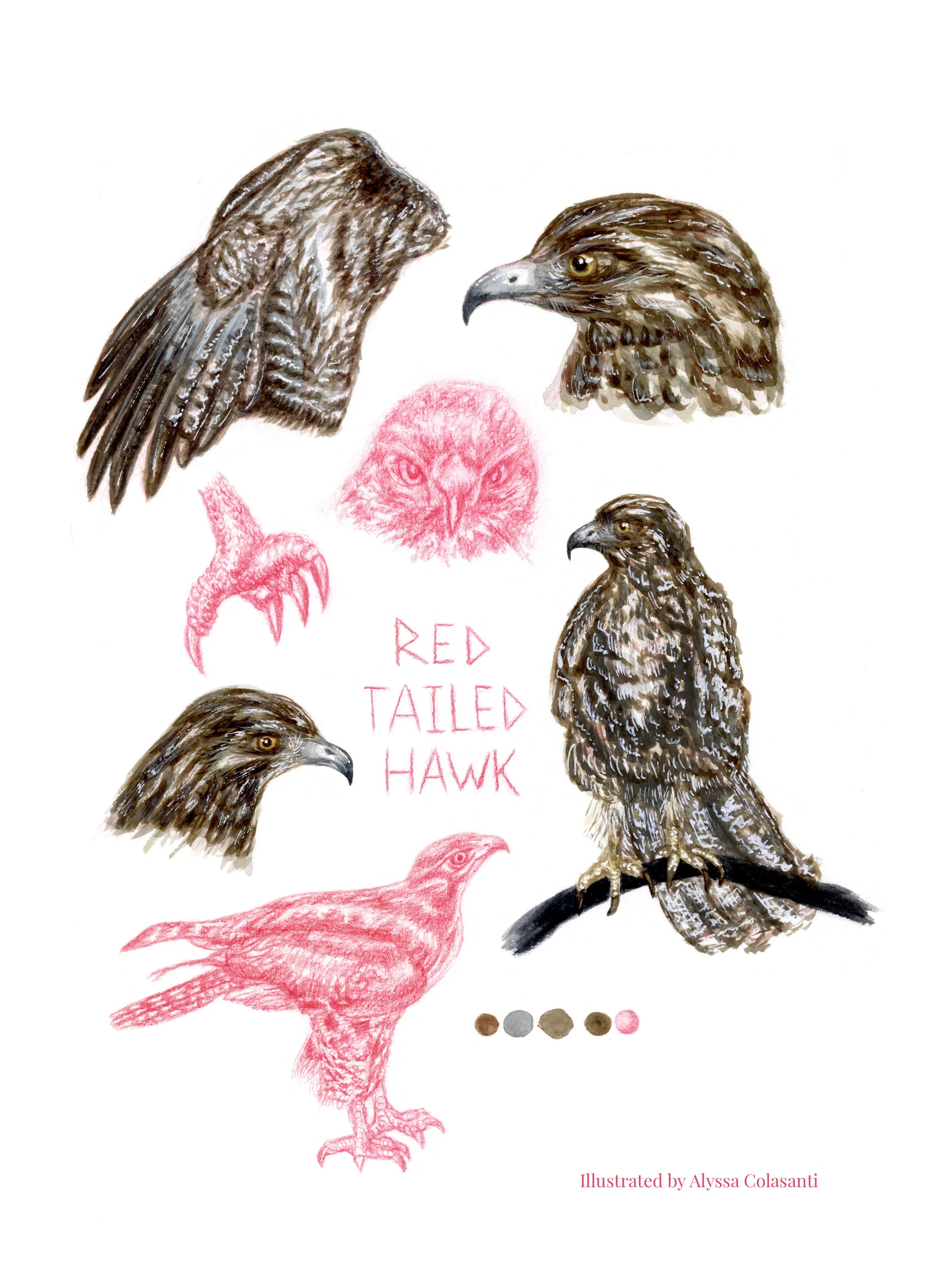 Red Tailed Hawk OFFICIAL.jpg
