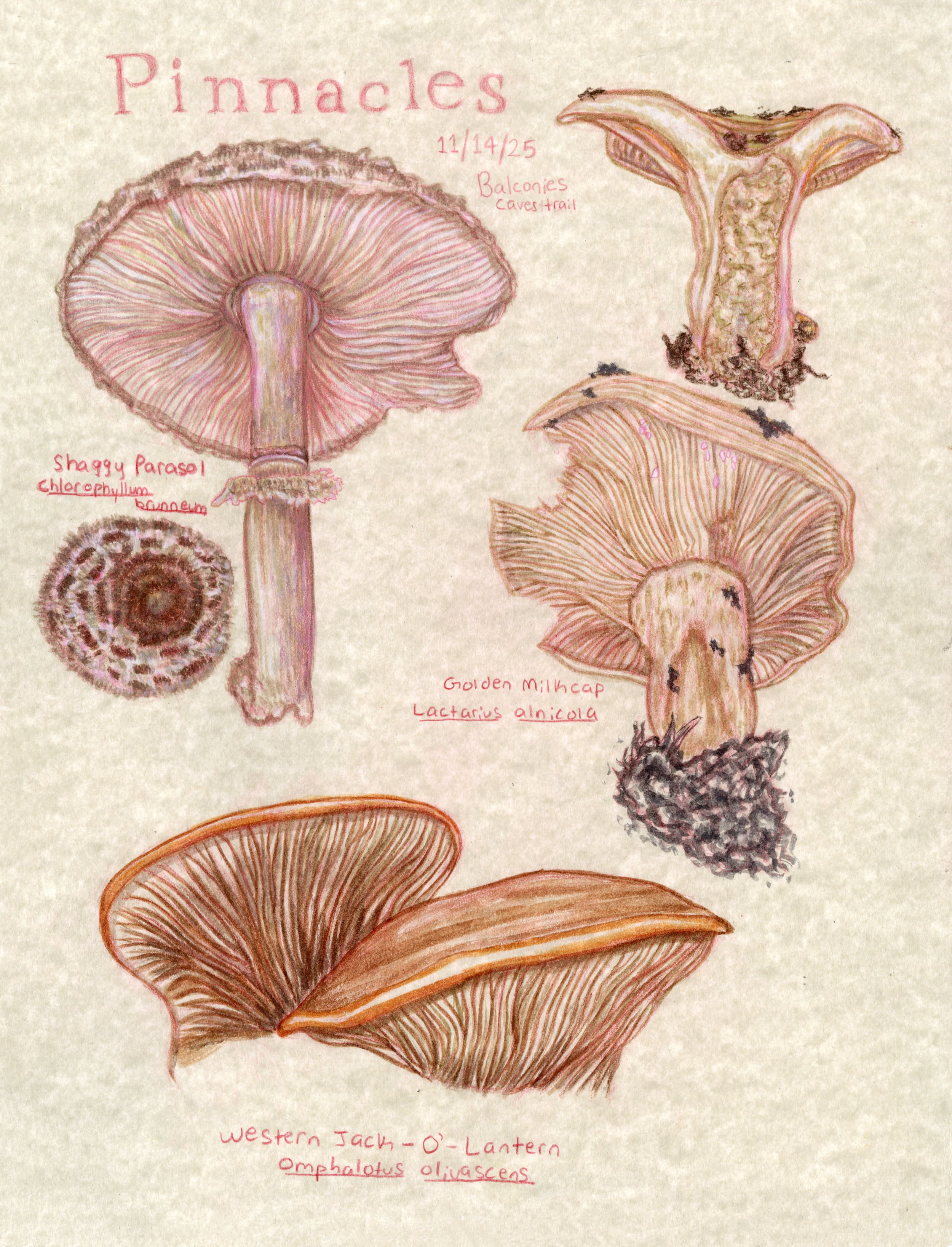 Pinnacles Mushrooms.jpg