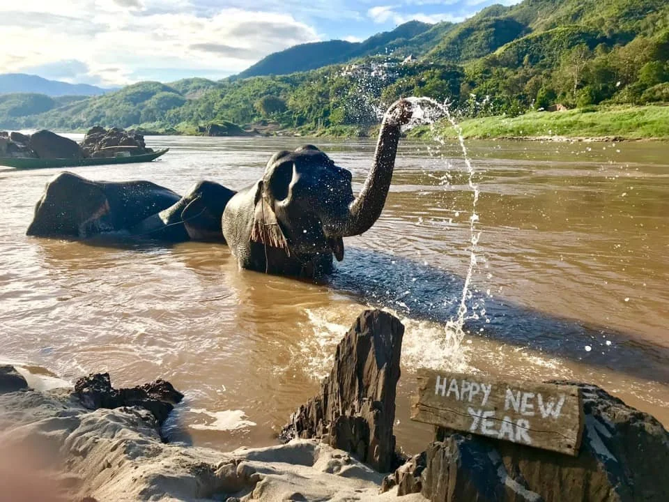 Luang prabang Mekong Elephant Park-1.jpg