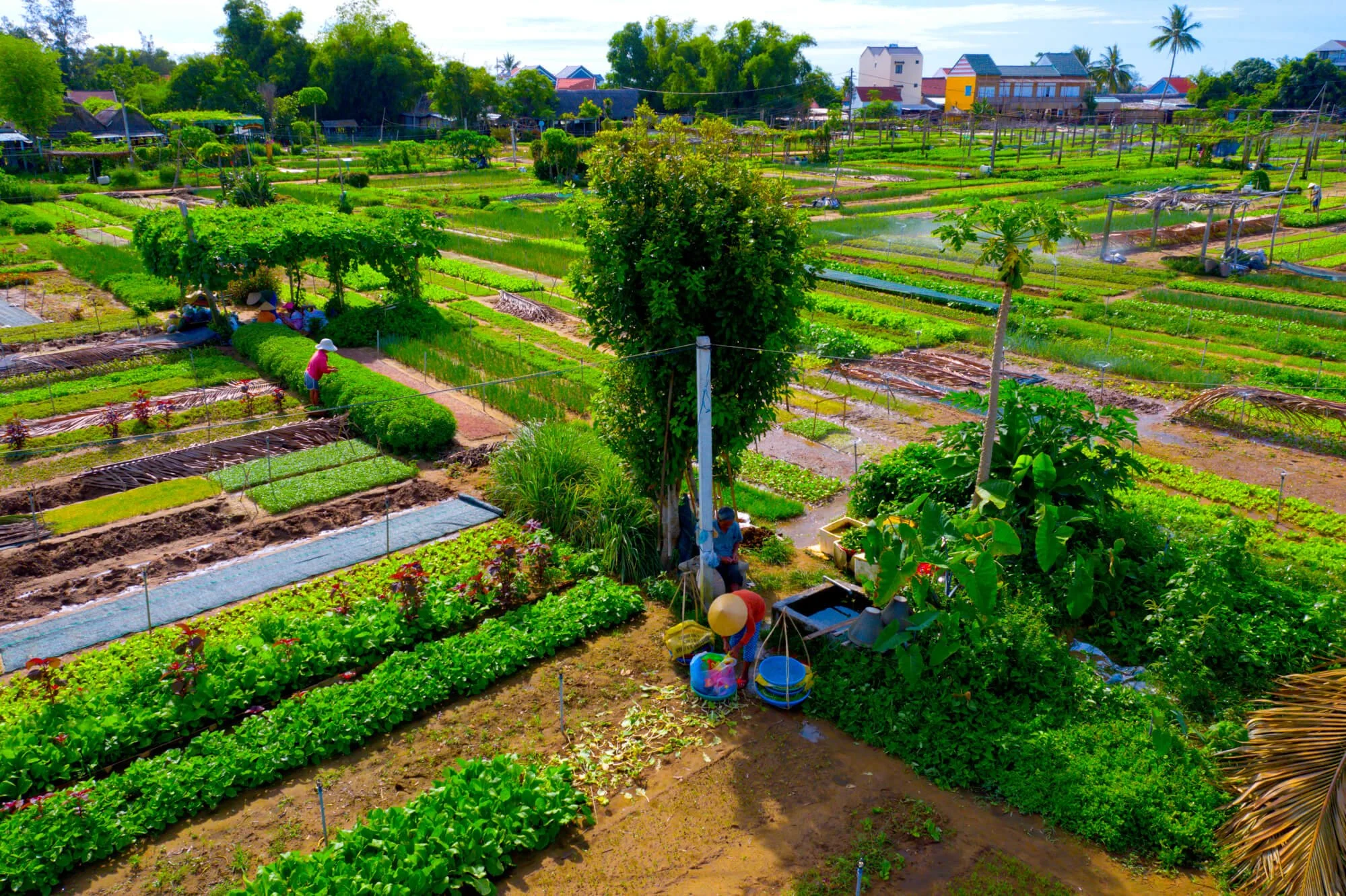 Hoian Tra Que Village (1).jpg