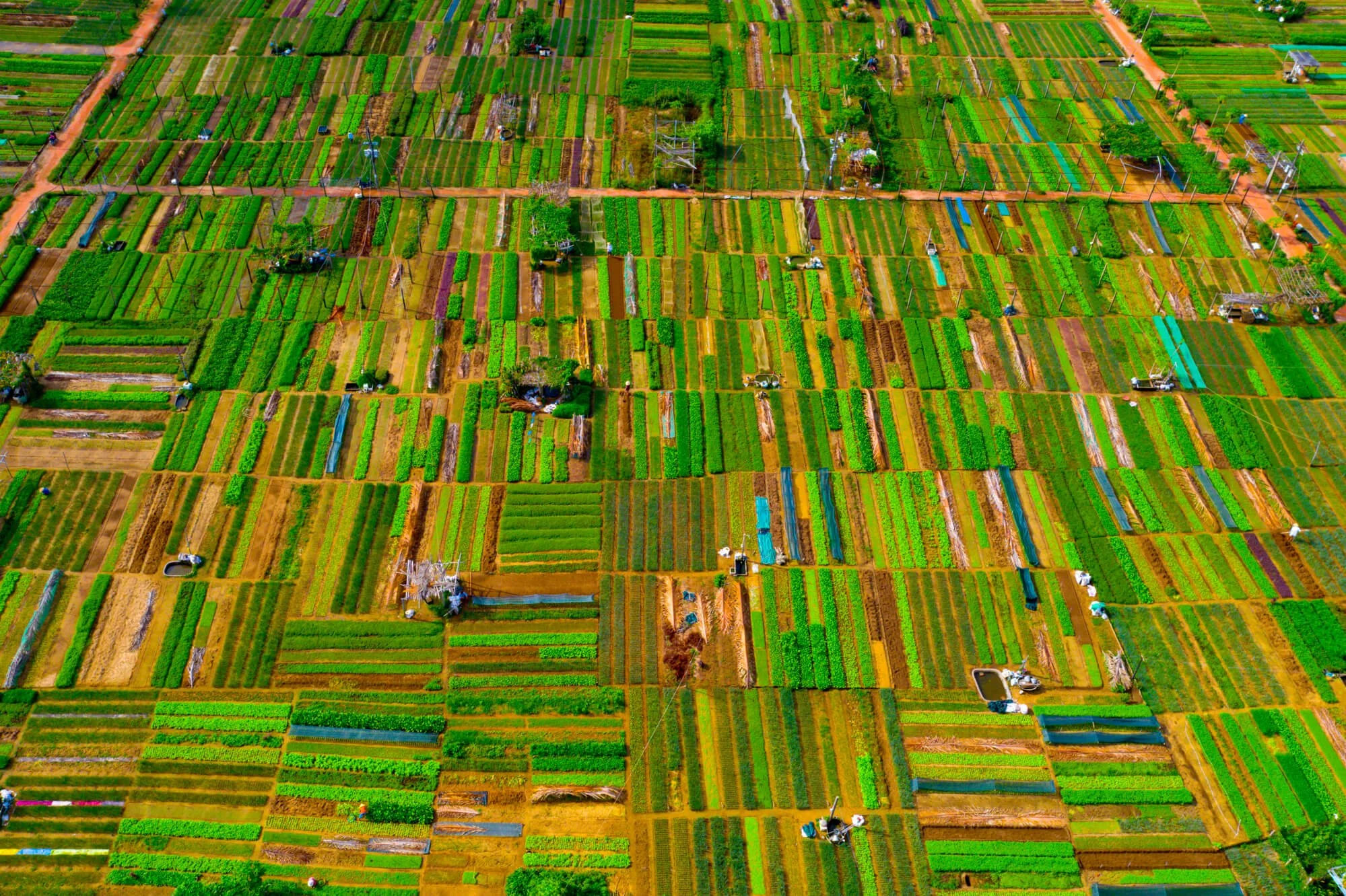 Hoian Tra Que Village (2).jpg