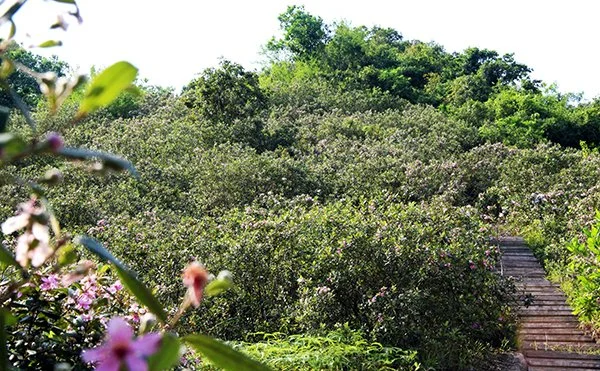 Halong Bay Soi Sin beach.jpg