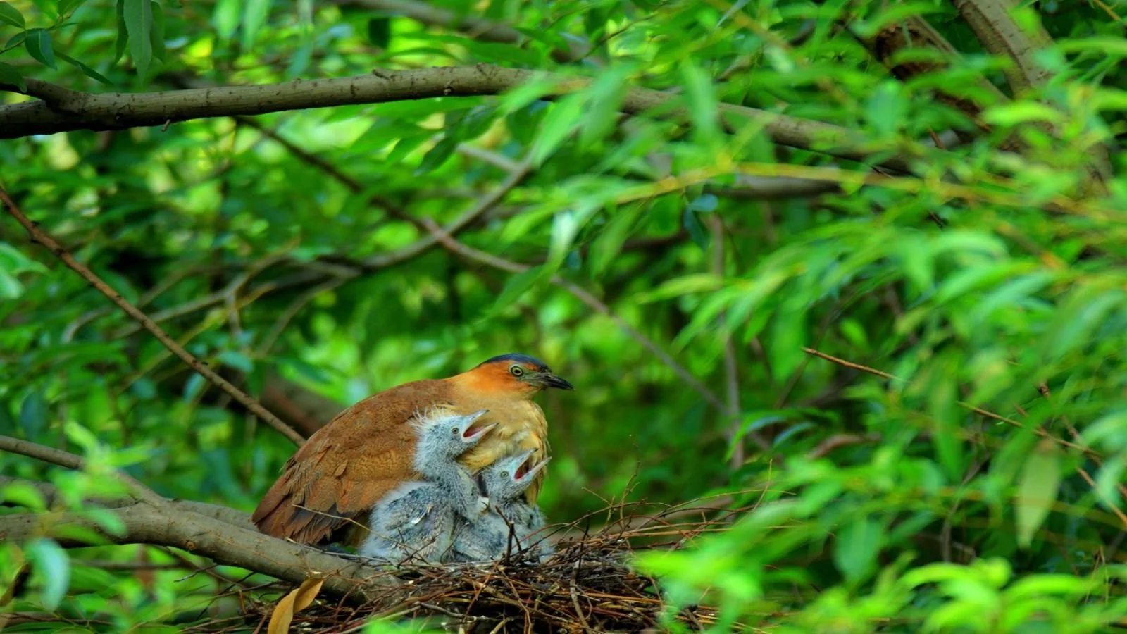 Ninh Binh Cuc Phuong National Park4.jpg