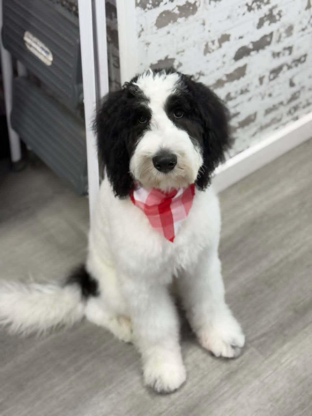 Adorable black and white Puppy sitting on a wooden floor, wearing a red bandana, with a brick wall background.