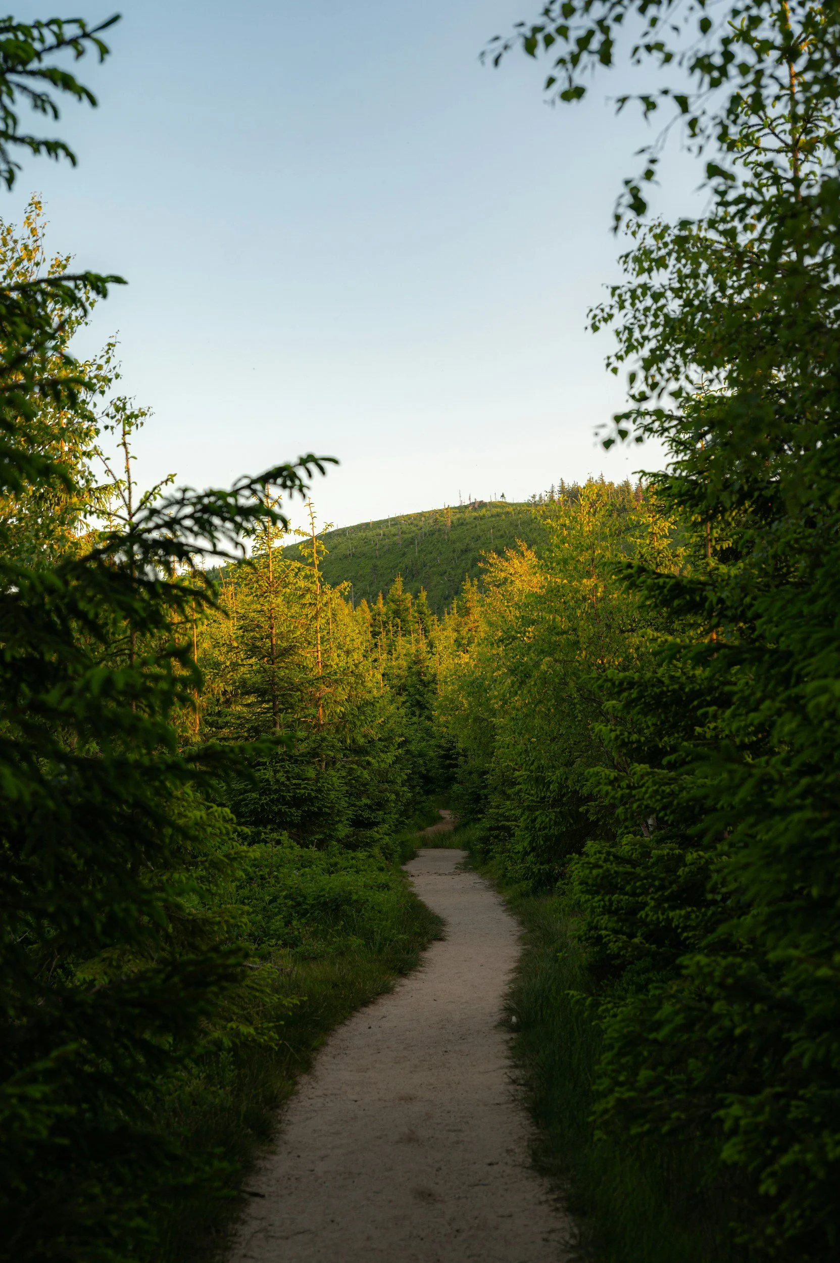 A dirt trail running through a lush green forest, leading towards a mountain in the distance under a clear sky.