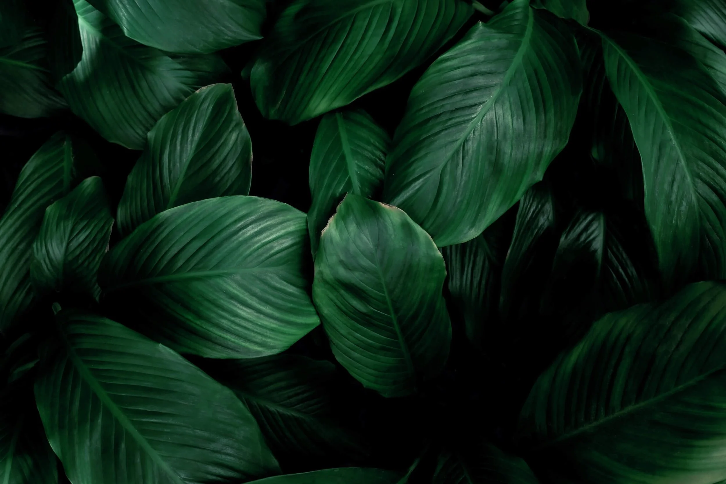 A close-up photo of overlapping dark green leafy plants.