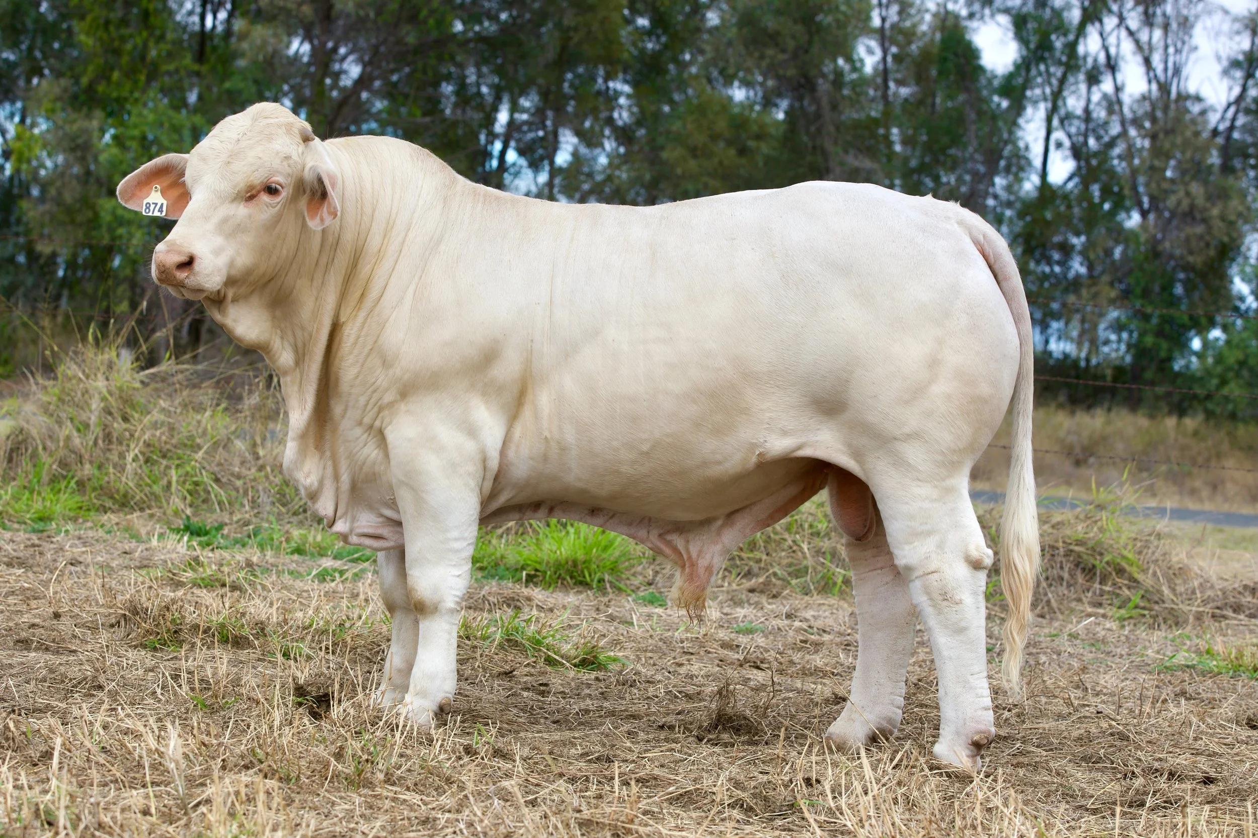 LOT 9 -
