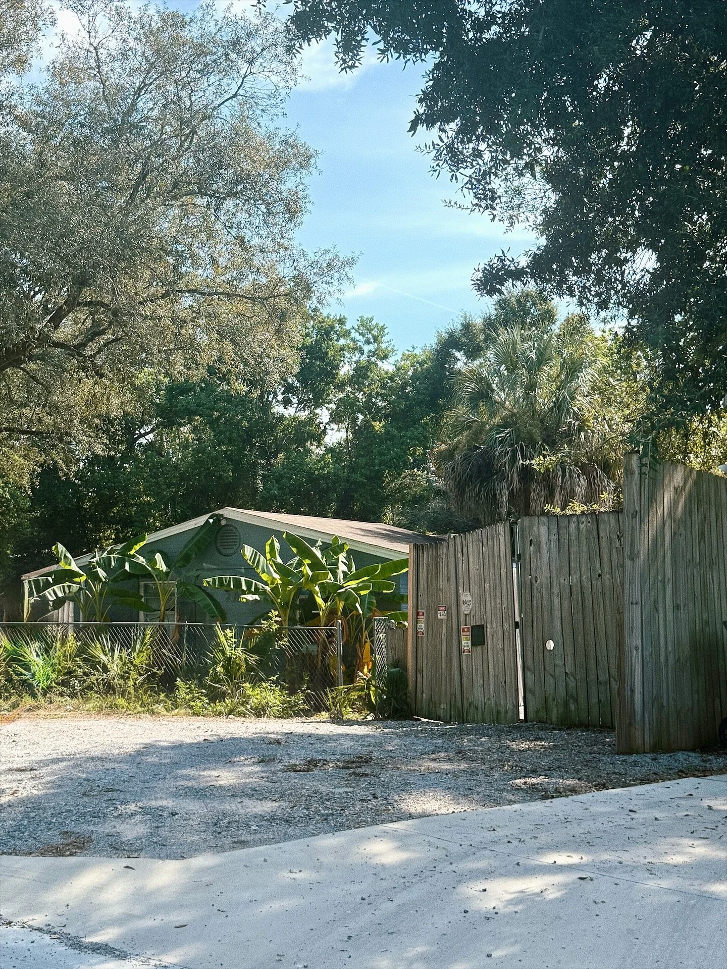 Life lately: beaches, found objects for altar, adventures with Basil to Pensacola, homesick for a place I&rsquo;ve never been but am told is an inside job, pulling lots of cards, ER trips (have you met me?) with art history books, new favorite trees,