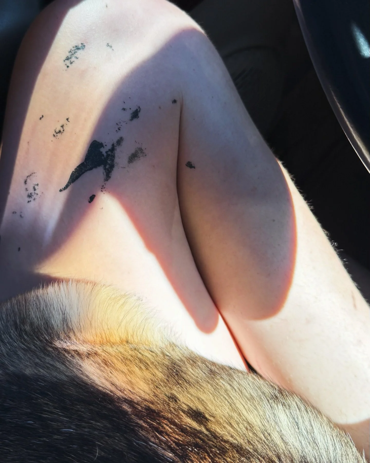 Two weeks of pure chaos:
psychosis, Spanish moss, bad pizza, good dog parks, Stephanie Foo narrating my crisis,
painting the van salamander green like that would fix anything,
sleeping in 22&deg; parking lots, YouTube diagnosing me hourly,
and callin