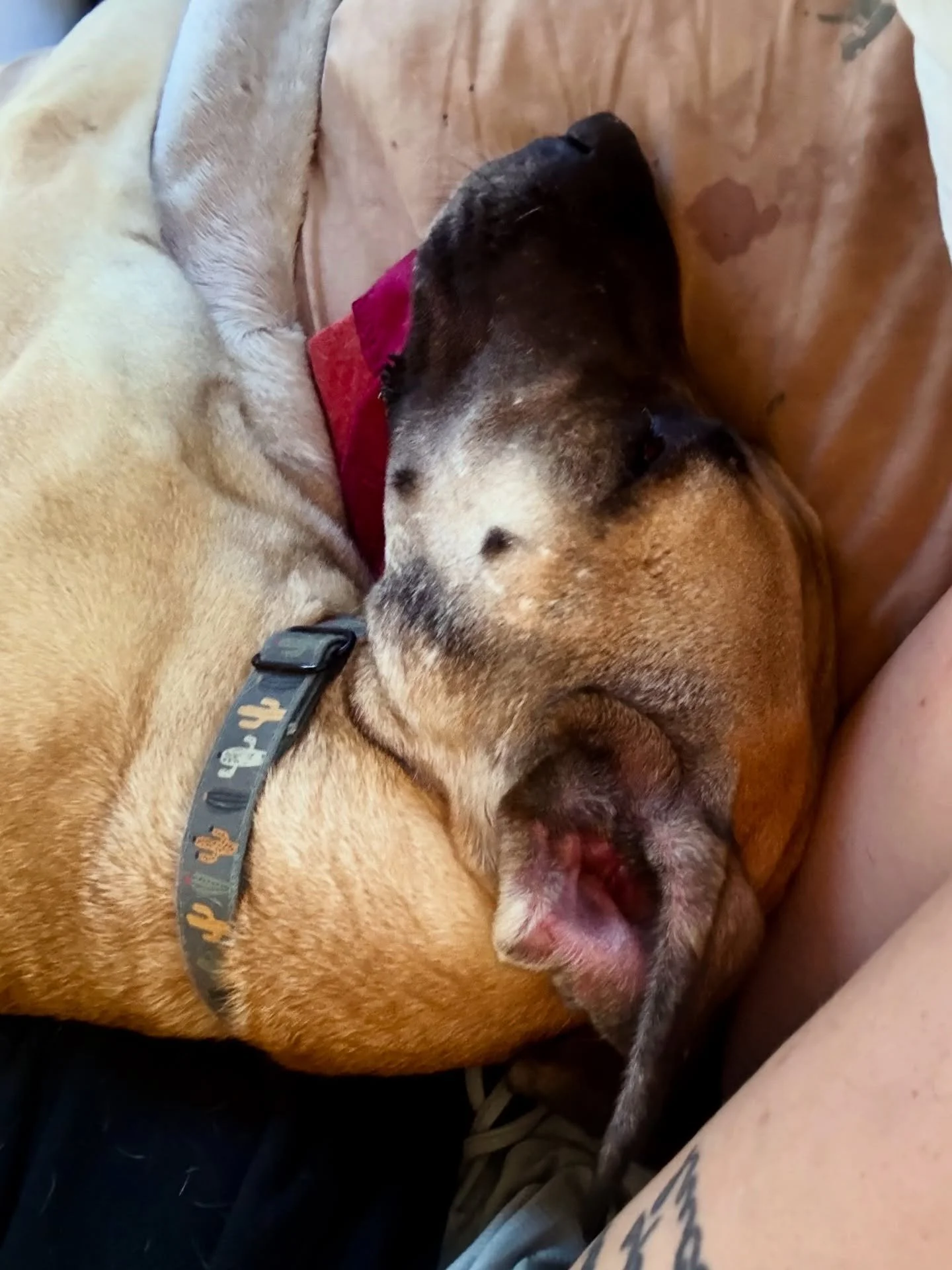 Basil is back!!!!!!!!!!!!!!!! &hearts;️&hearts;️&hearts;️&hearts;️