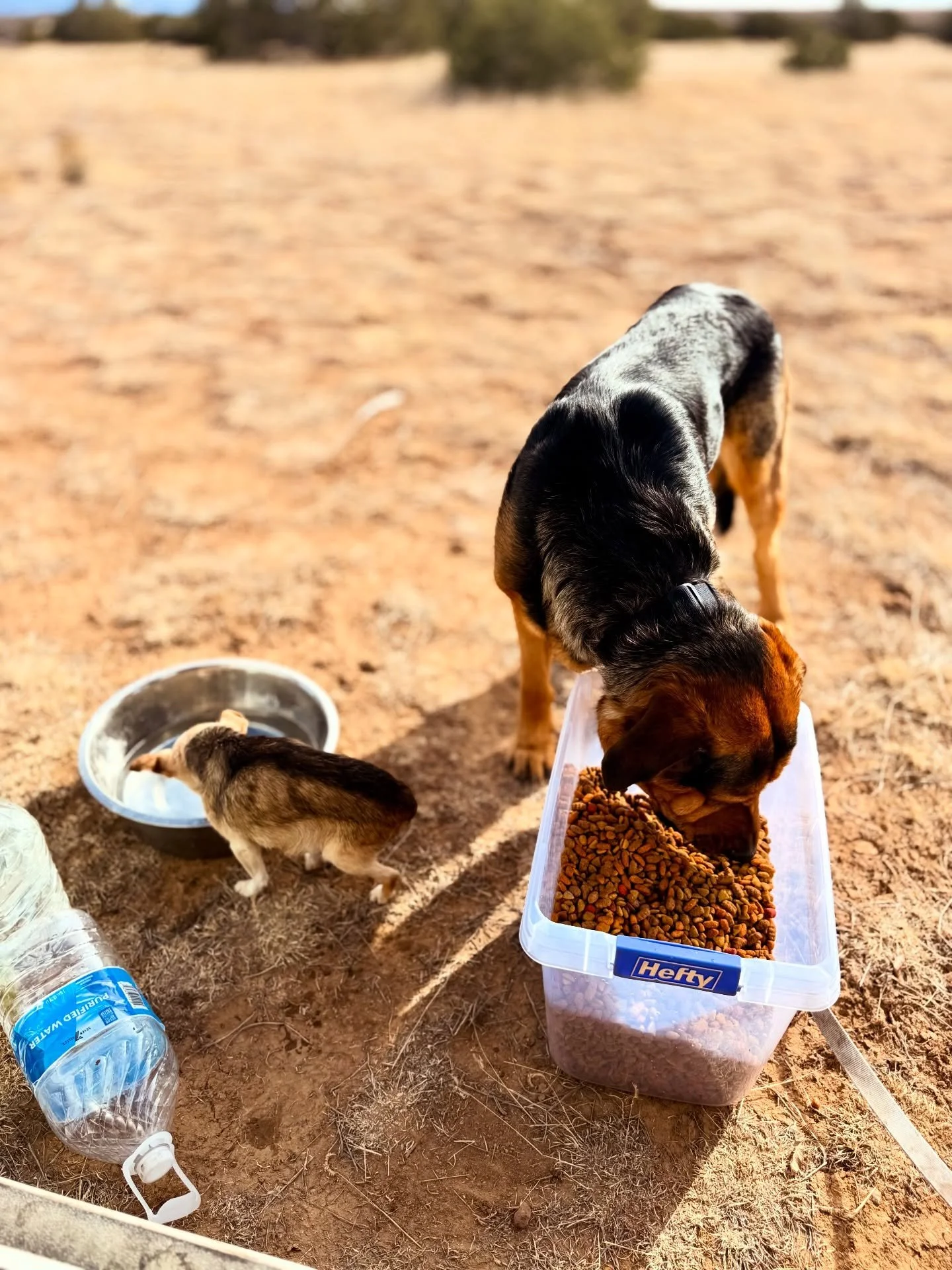 Today&rsquo;s vibe: it&rsquo;s ending with feeding the 120lb Mr Rothko dog Imodium in the back of the van. Yup.

Tomorrow is a new 24 hours. Have been writing down a list of goals, visioning, and have no idea how to get from here to there but enjoyin