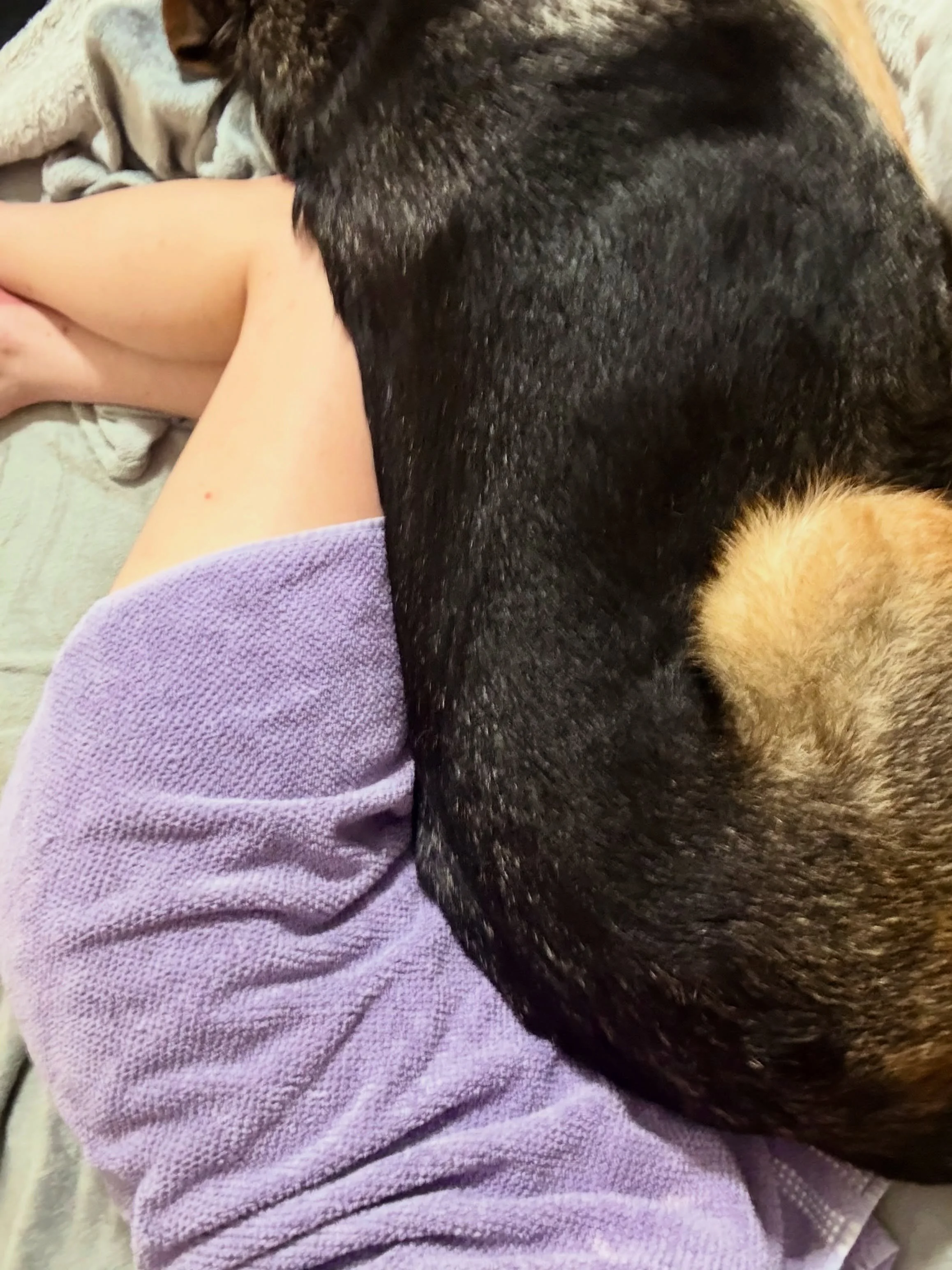 Apparently teaching my 110lb dog to function as a heavy body pillow when I&rsquo;m having an anxiety attack or ptsd flashback is actually a regularly used (and super helpful actually like wtf) task for a service floof? 

Anyway, hi from the backyard.