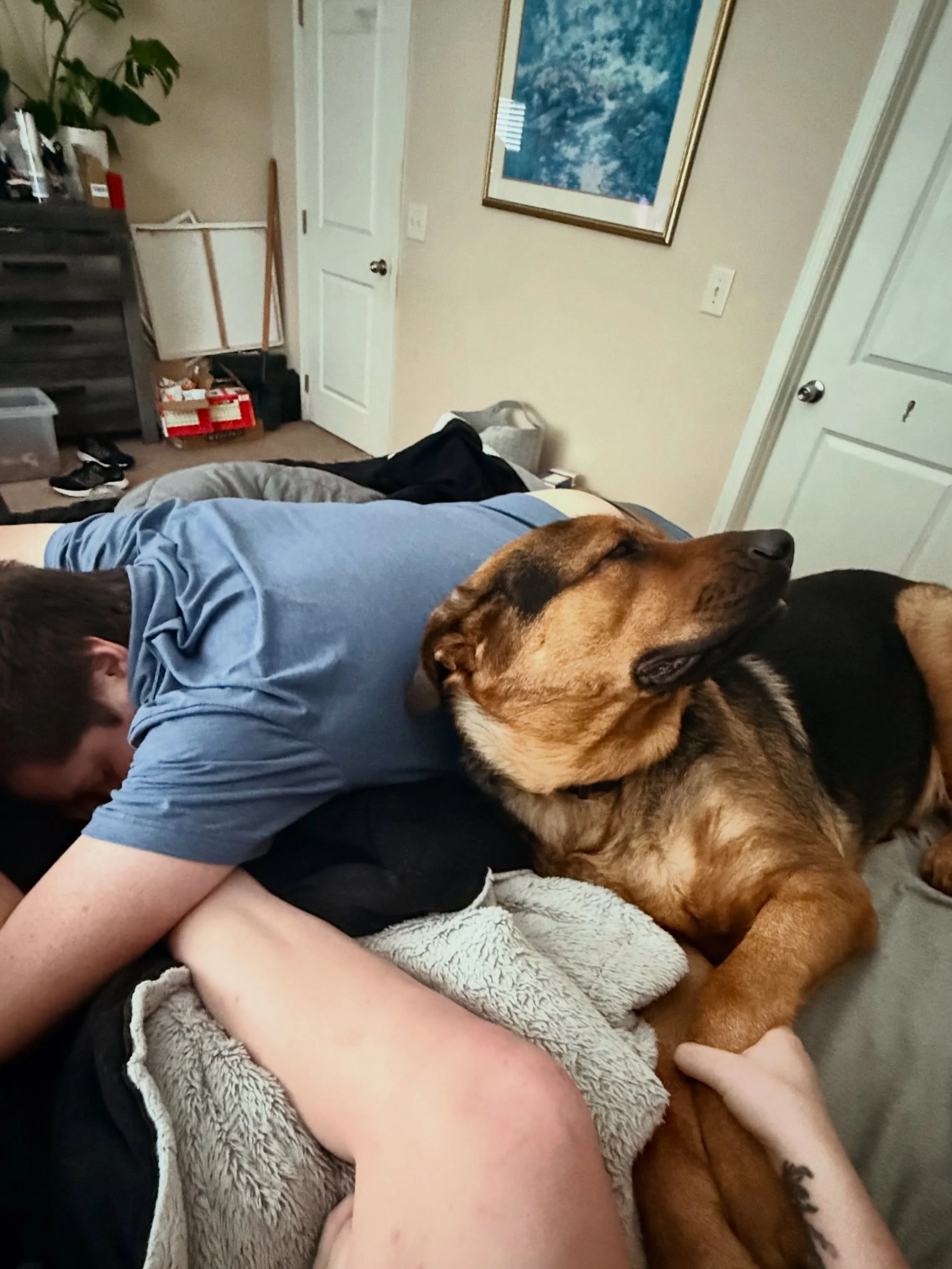 Like father, like son?

#servicedogintraining #servicedogsofinstagram #ptsdservicedog #dogwithajob #psychiatricservicedog