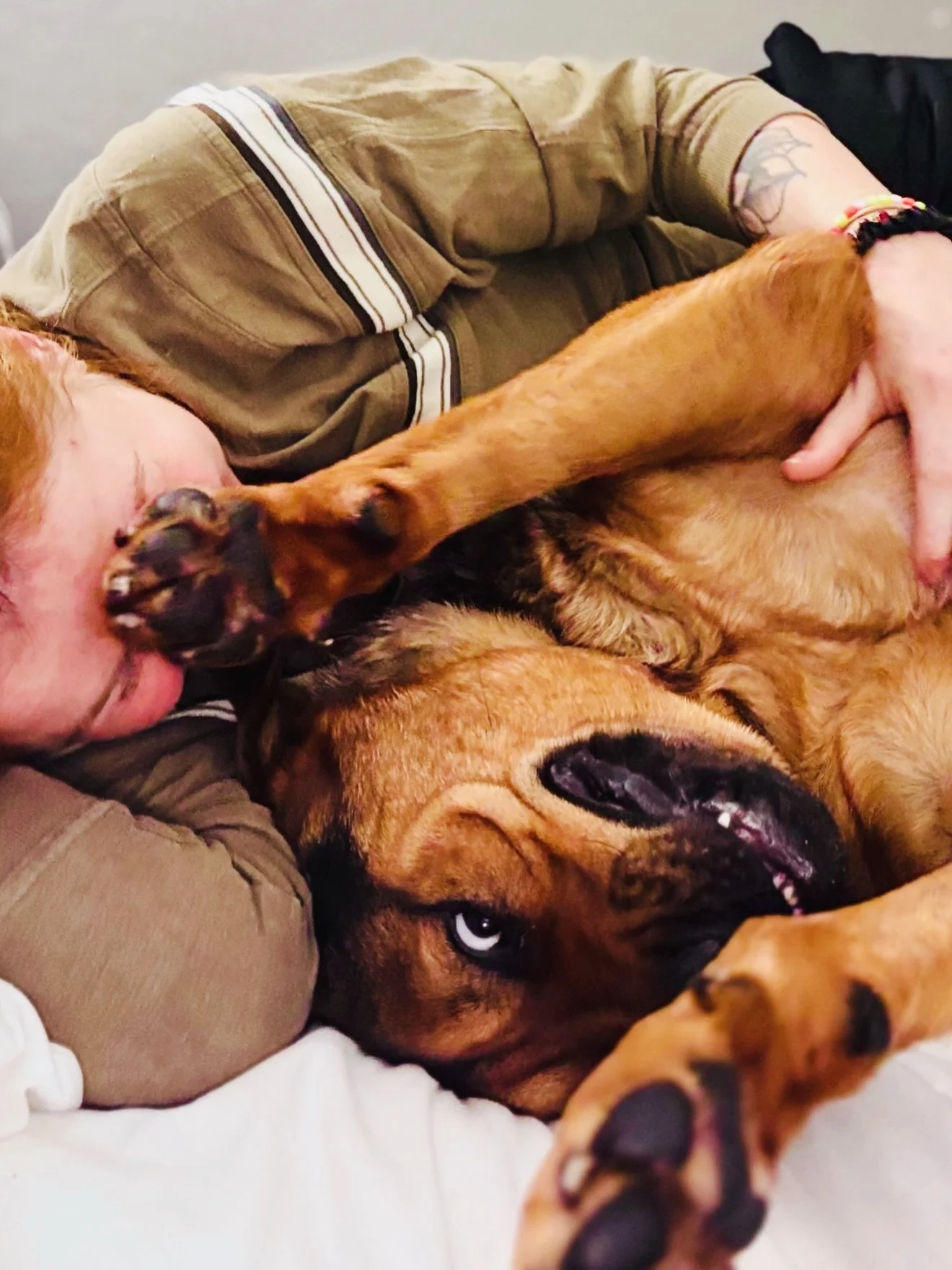 But, like, how would YOU describe this dog&rsquo;s vibes?

#freedogs #shelterdogsofinstagram #derpydog #bigdogs #servicedogintraining