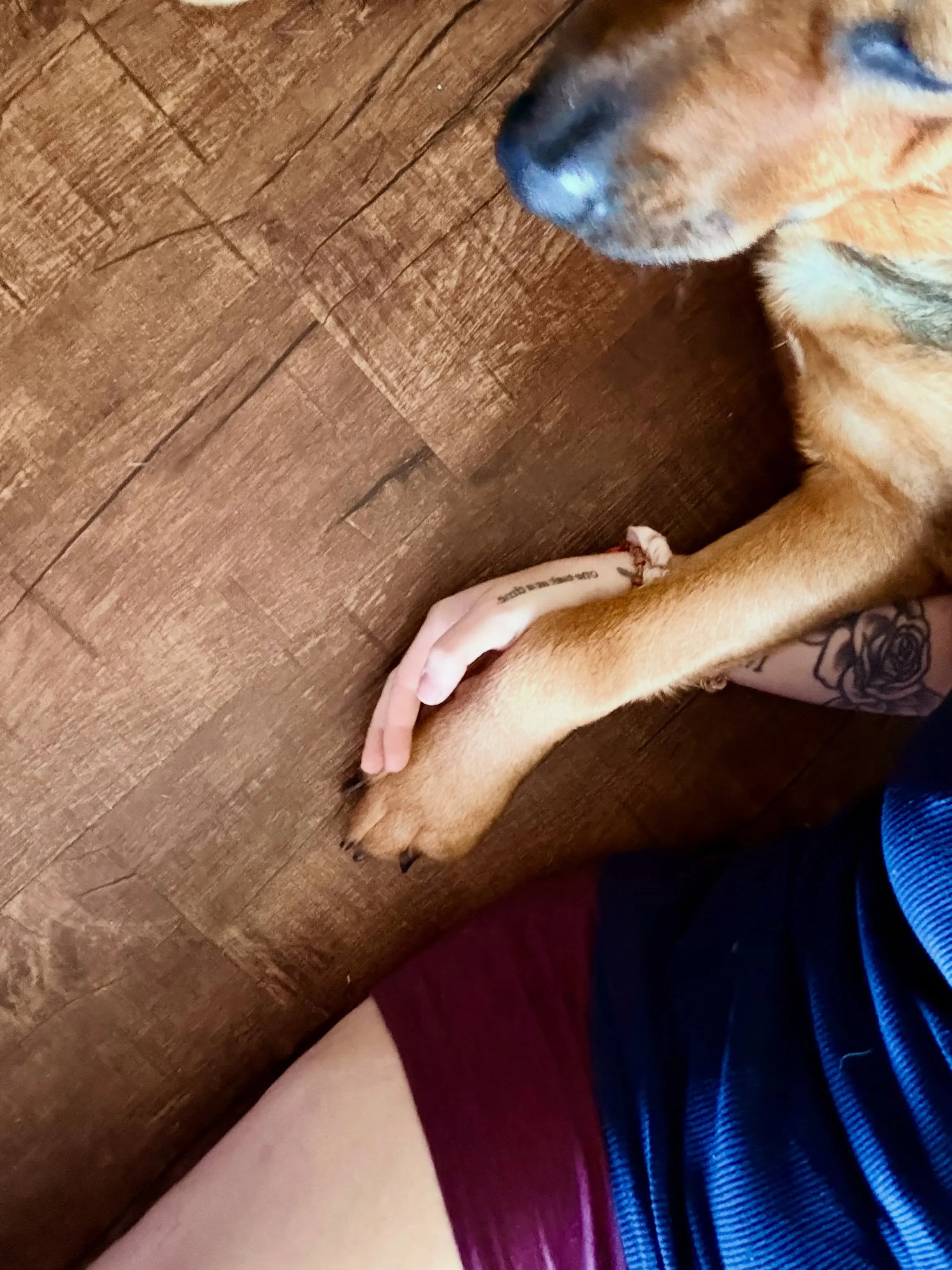 Moving week xx

📦 

#artistlife #paintersofinstagram #servicedogsofinstagram #abstractpainter #artistsofinstagram