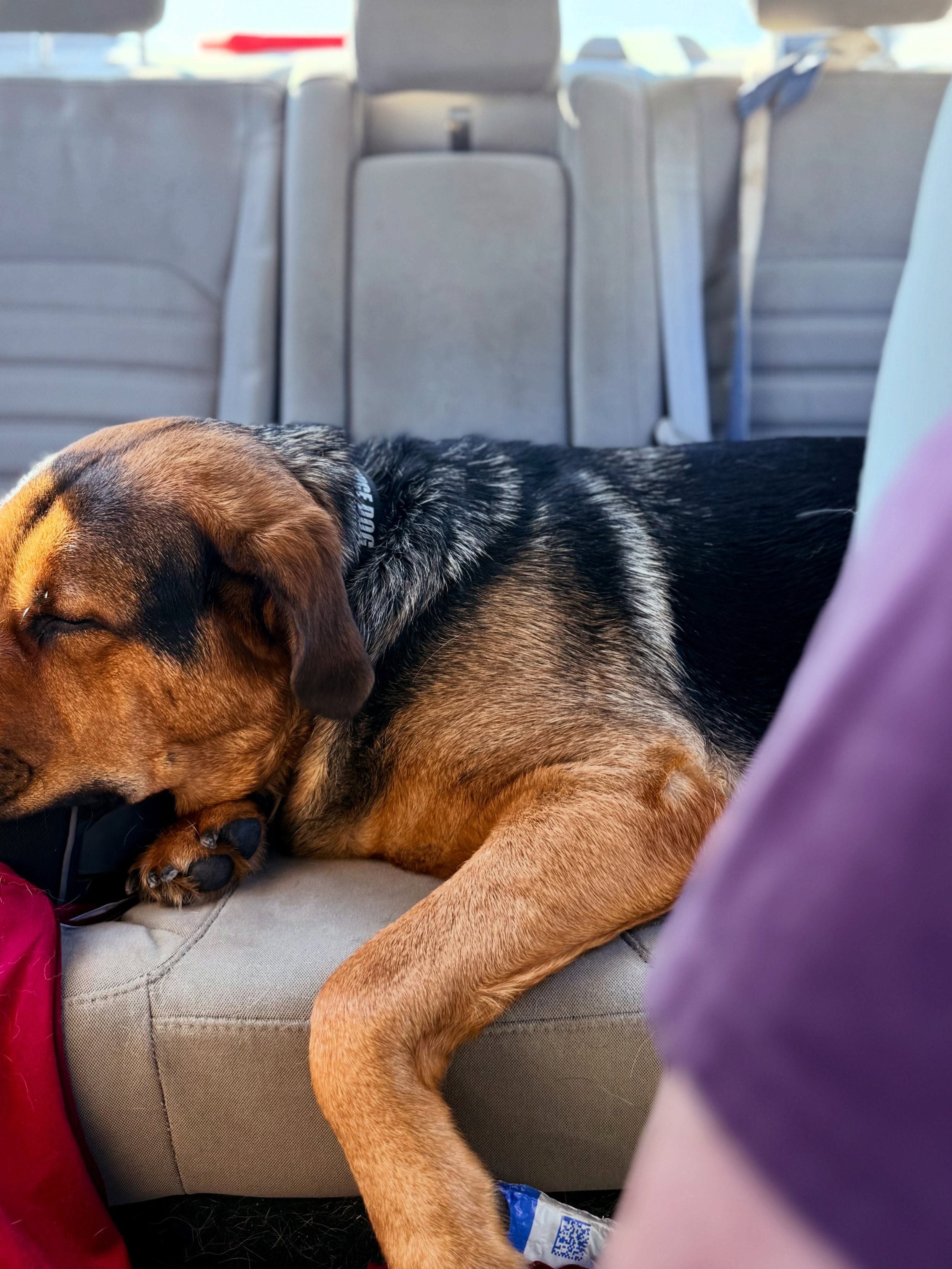 Big old boy on his roadtrip to go get his new brother!
Riding pretty, like always. Anyone remember him from out west? @albuquerqueanimalwelfare xx

#shelterdog #rottweilermix #rottweiler #houndmix #bigdogs