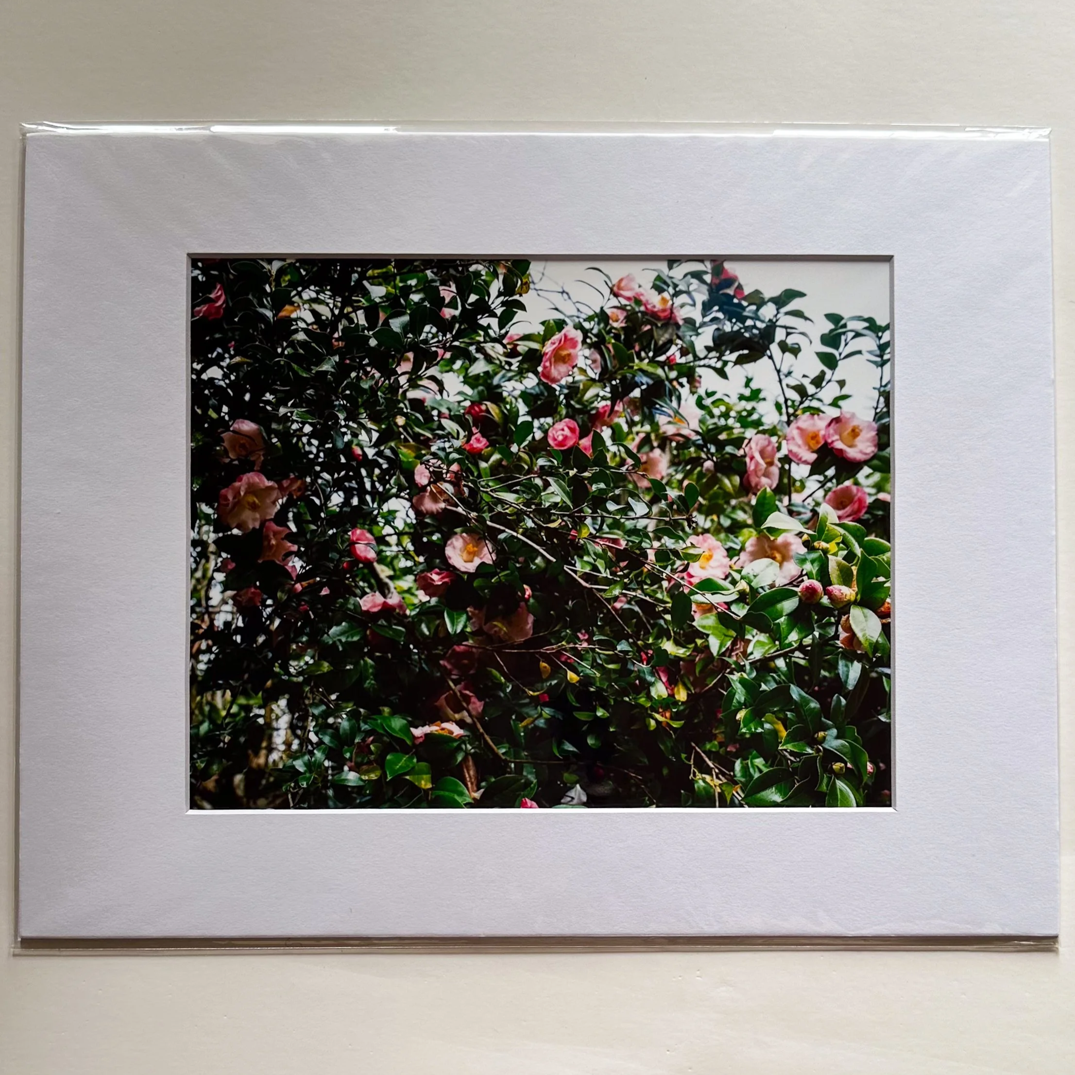 Film Photograph (Montgomery, AL)