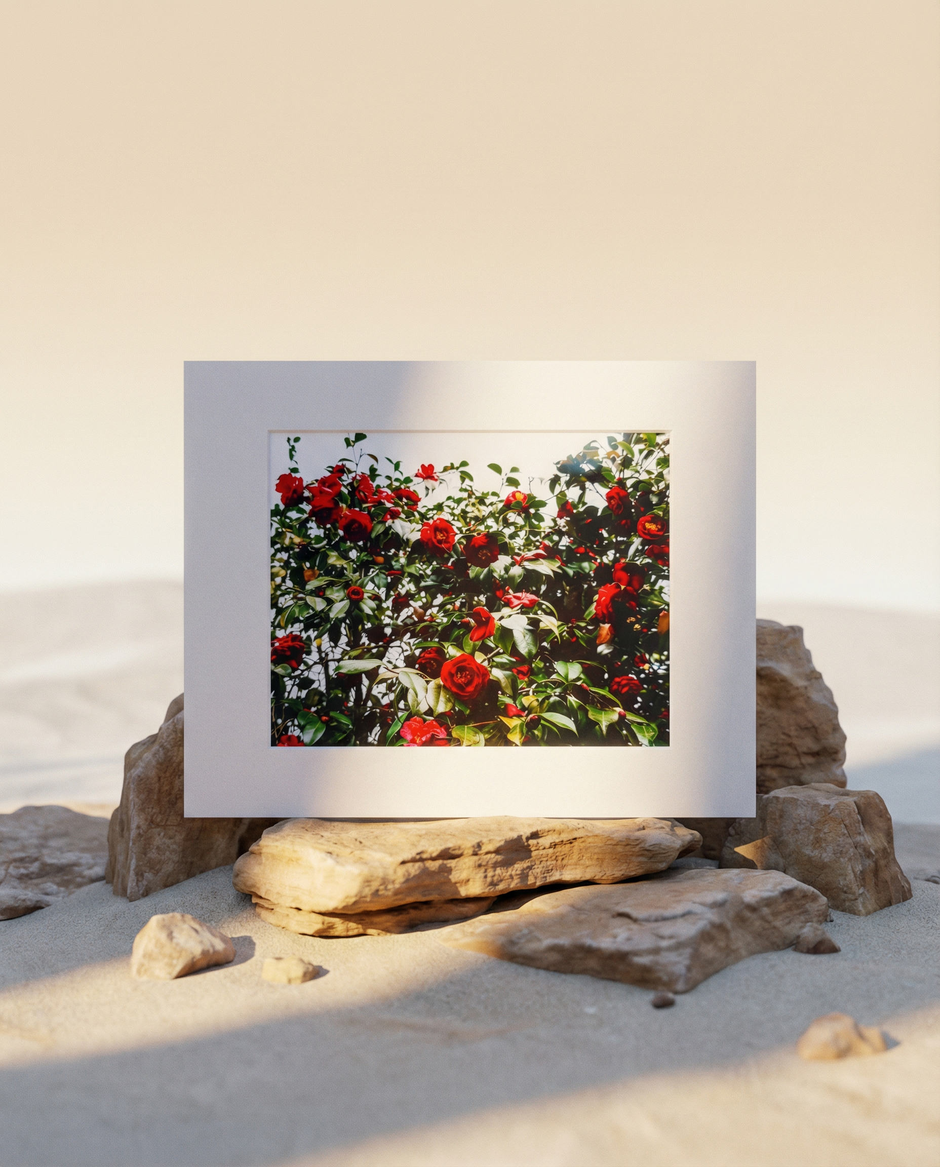 Film Photograph (Montgomery, AL)