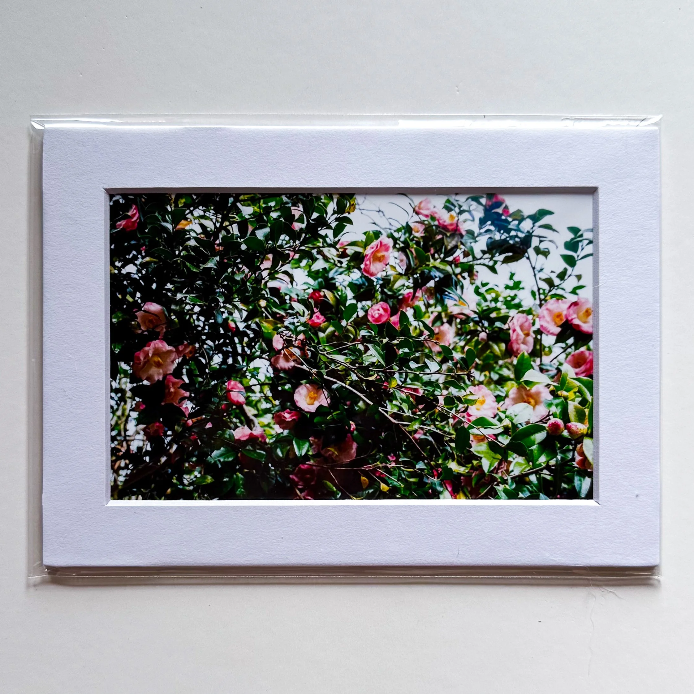 Film Photograph (Montgomery, AL)