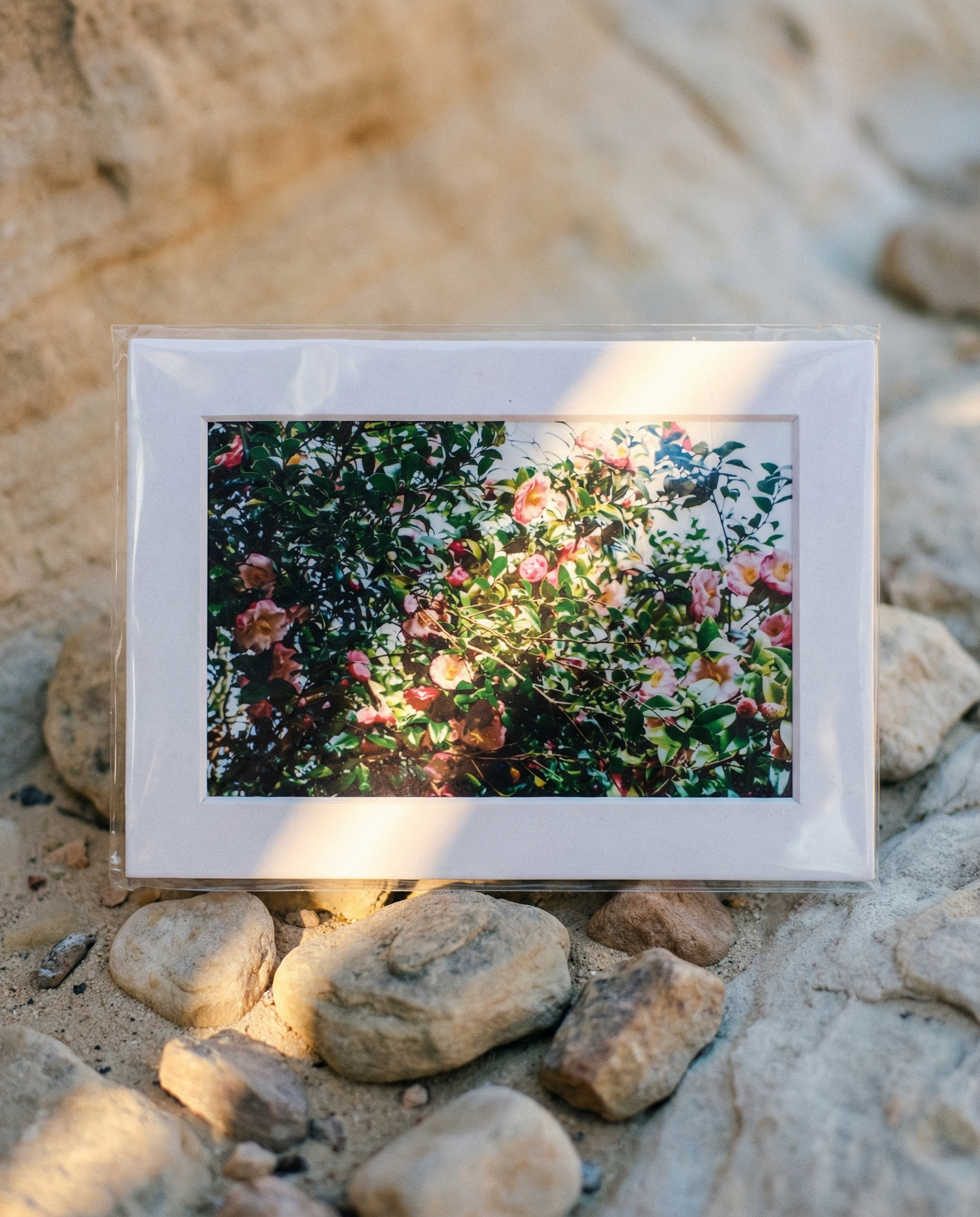 Film Photograph (Montgomery, AL)