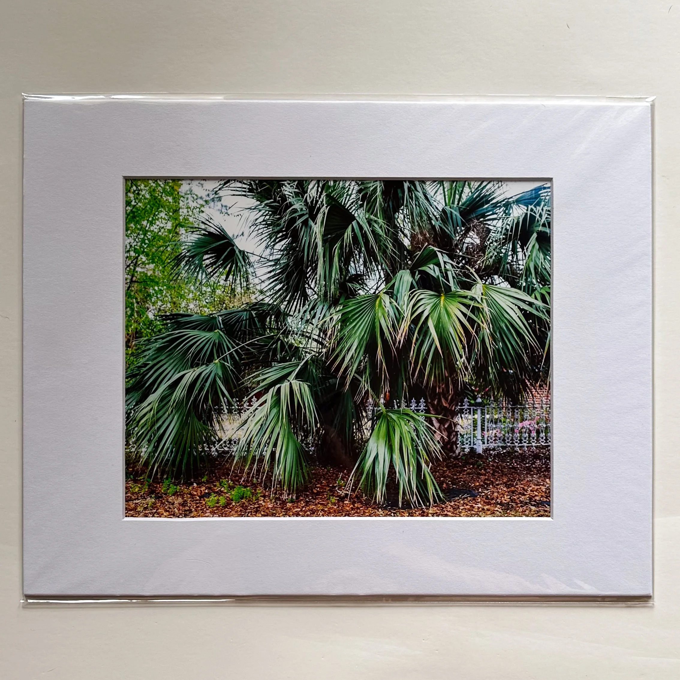 Film Photograph (Montgomery, AL)